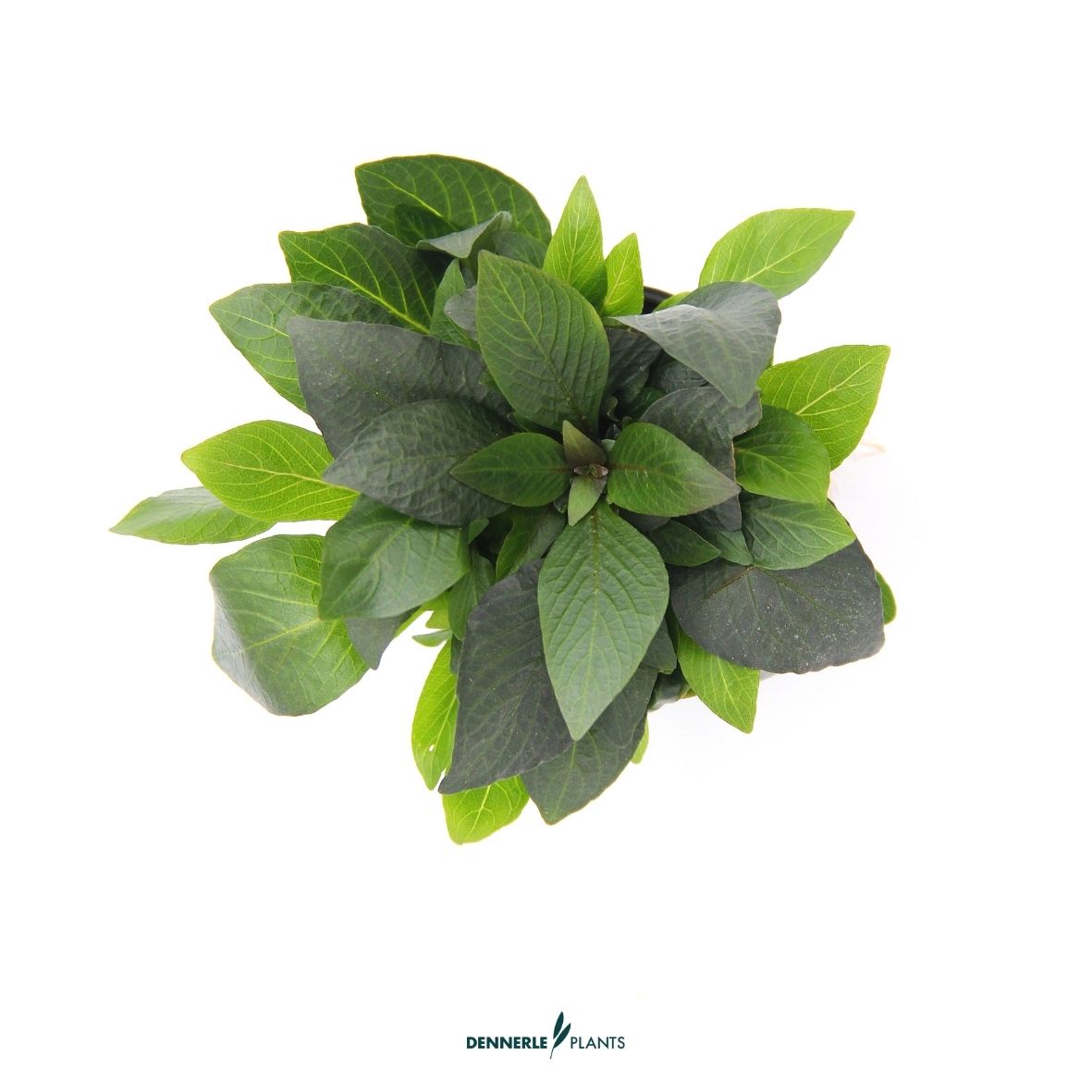 Hygrophila corymbosa 'Compact' / Dennerle-Plants