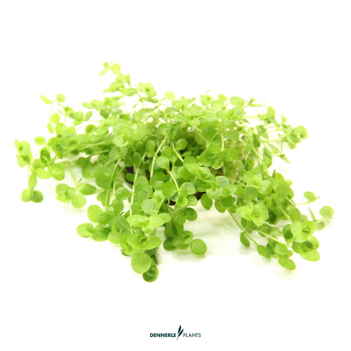Micranthemum umbrosum / Dennerle-Plants