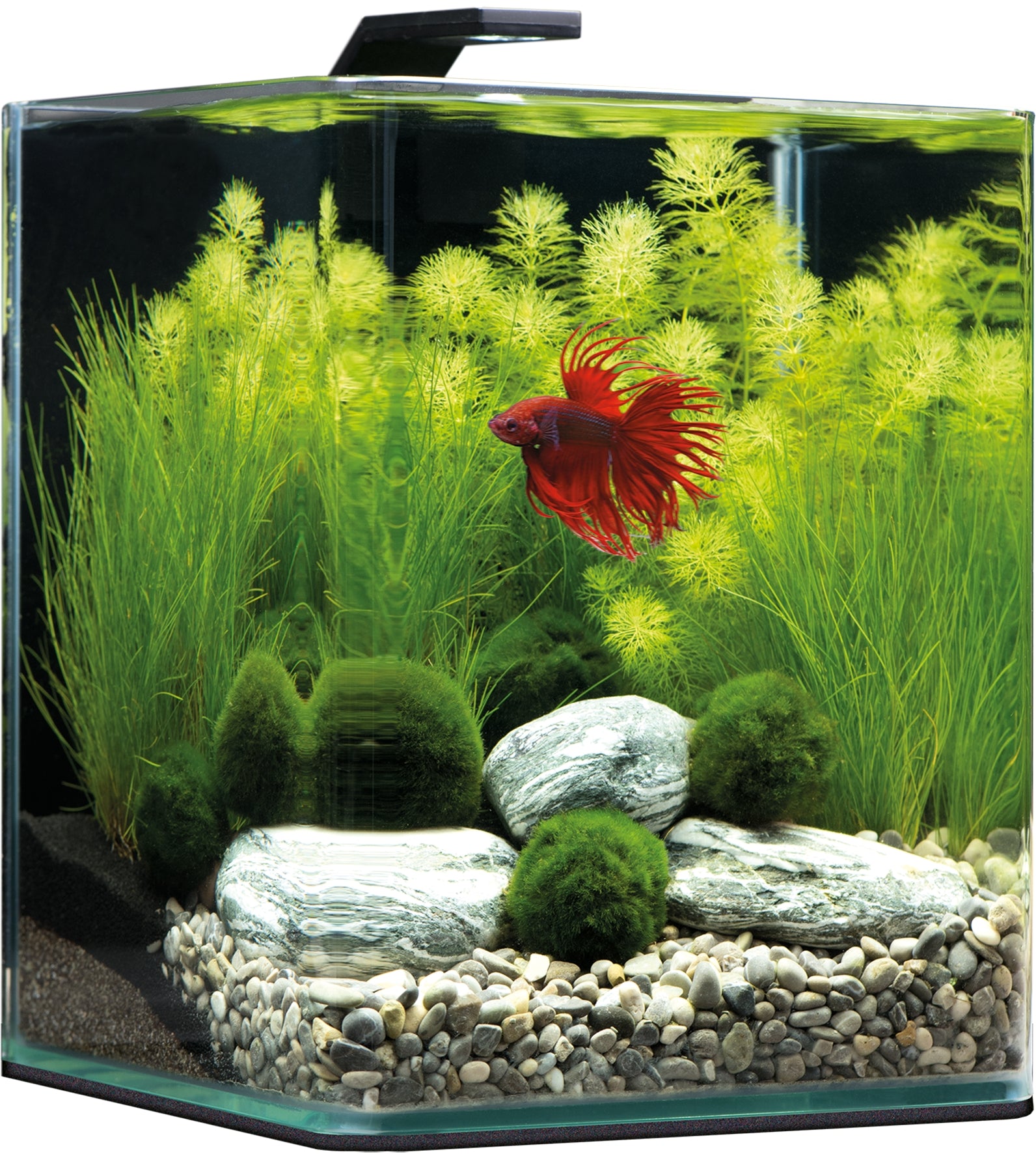 Dennerle Nano Cube Basic, 60 Liter - Mini Aquarium mit Abgerundeter Frontscheibe - AS+