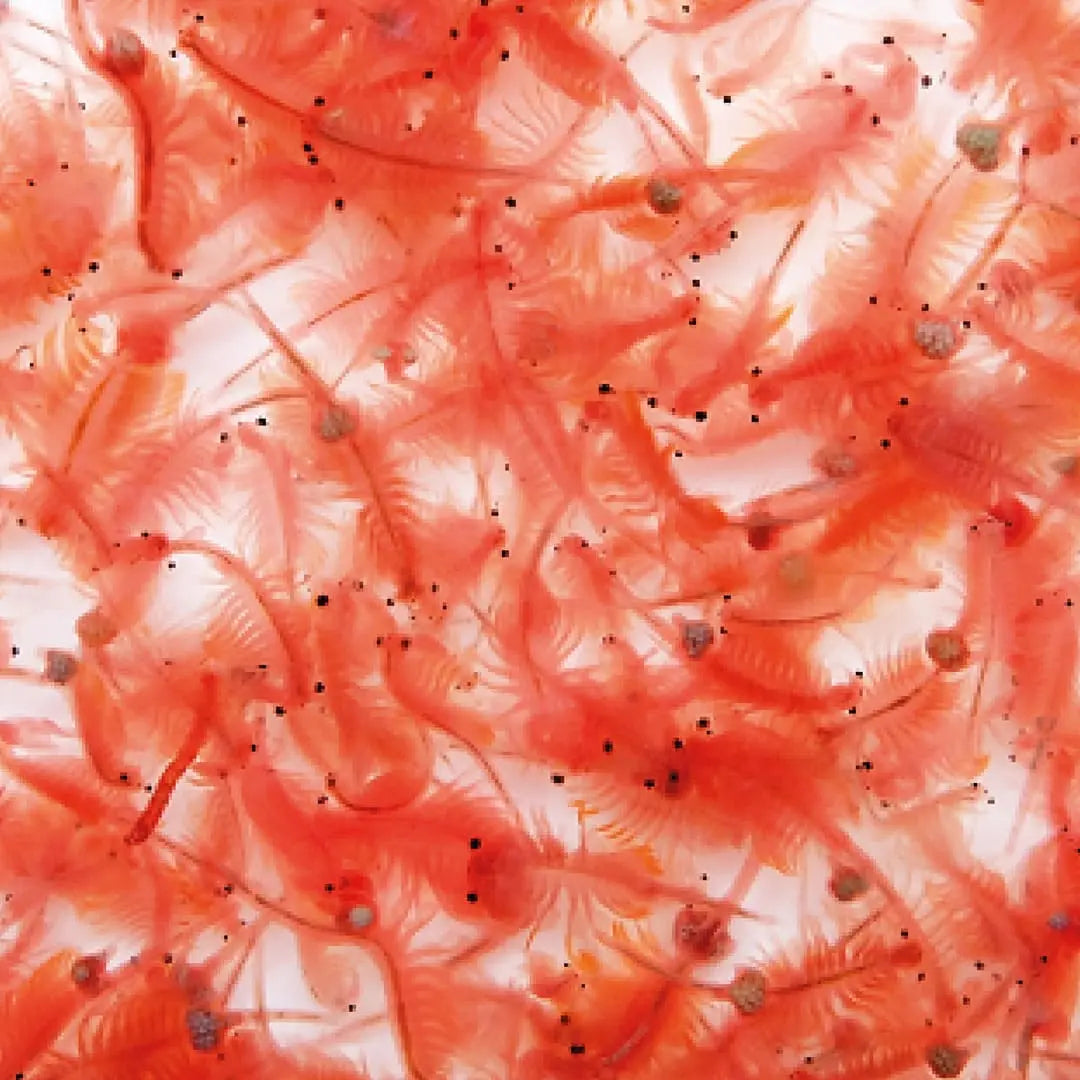 Algova ArtemiaVita: Die Revolution für deine Artemia Zucht – Entkapselte Artemia Eier für maximalen Erfolg und Sicherheit 🦐🔬 algova