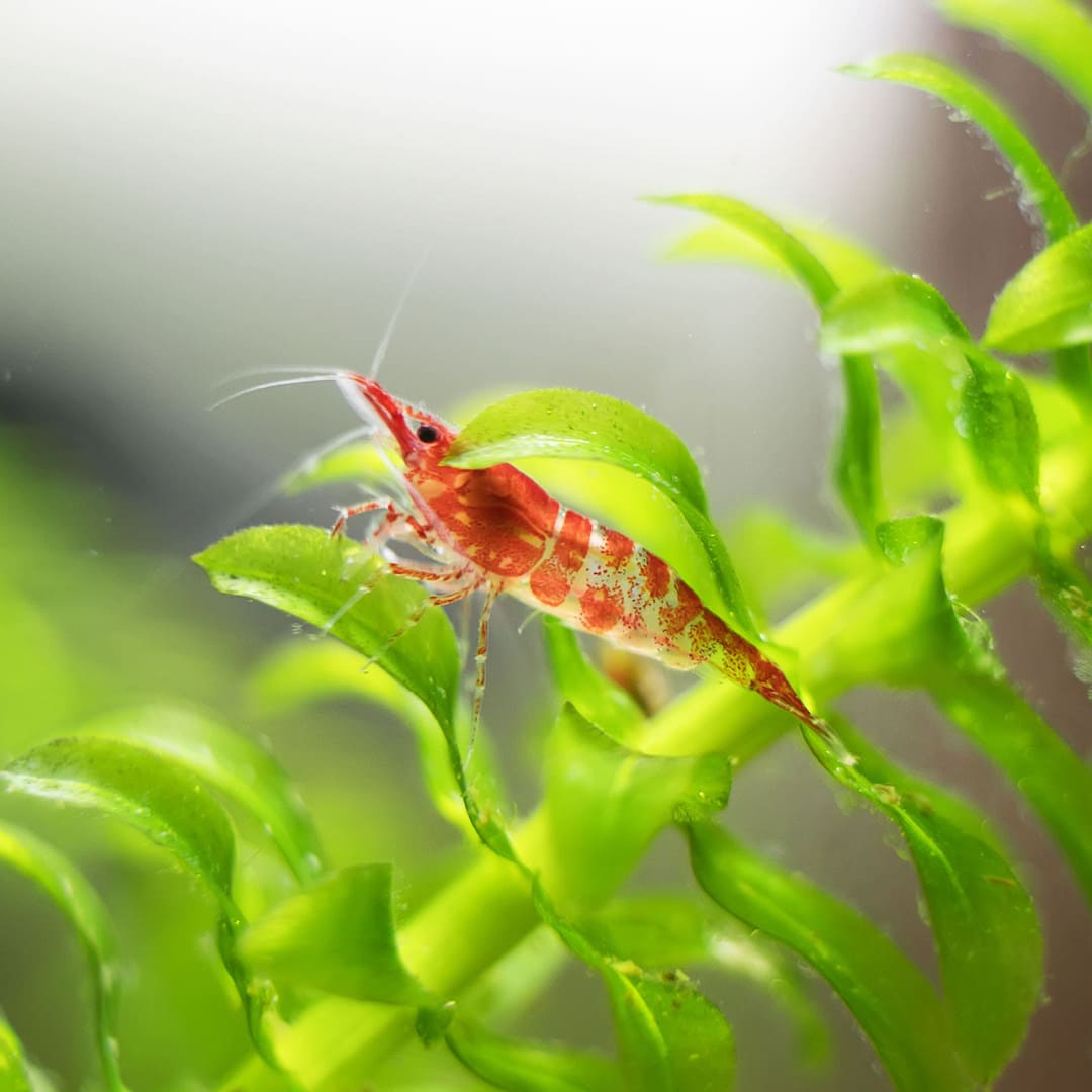 Algova Shrimp ZoeaPlus: Das Staubfutter für eine perfekte Baby Garnelen Zucht im Aquarium! 🦐👶