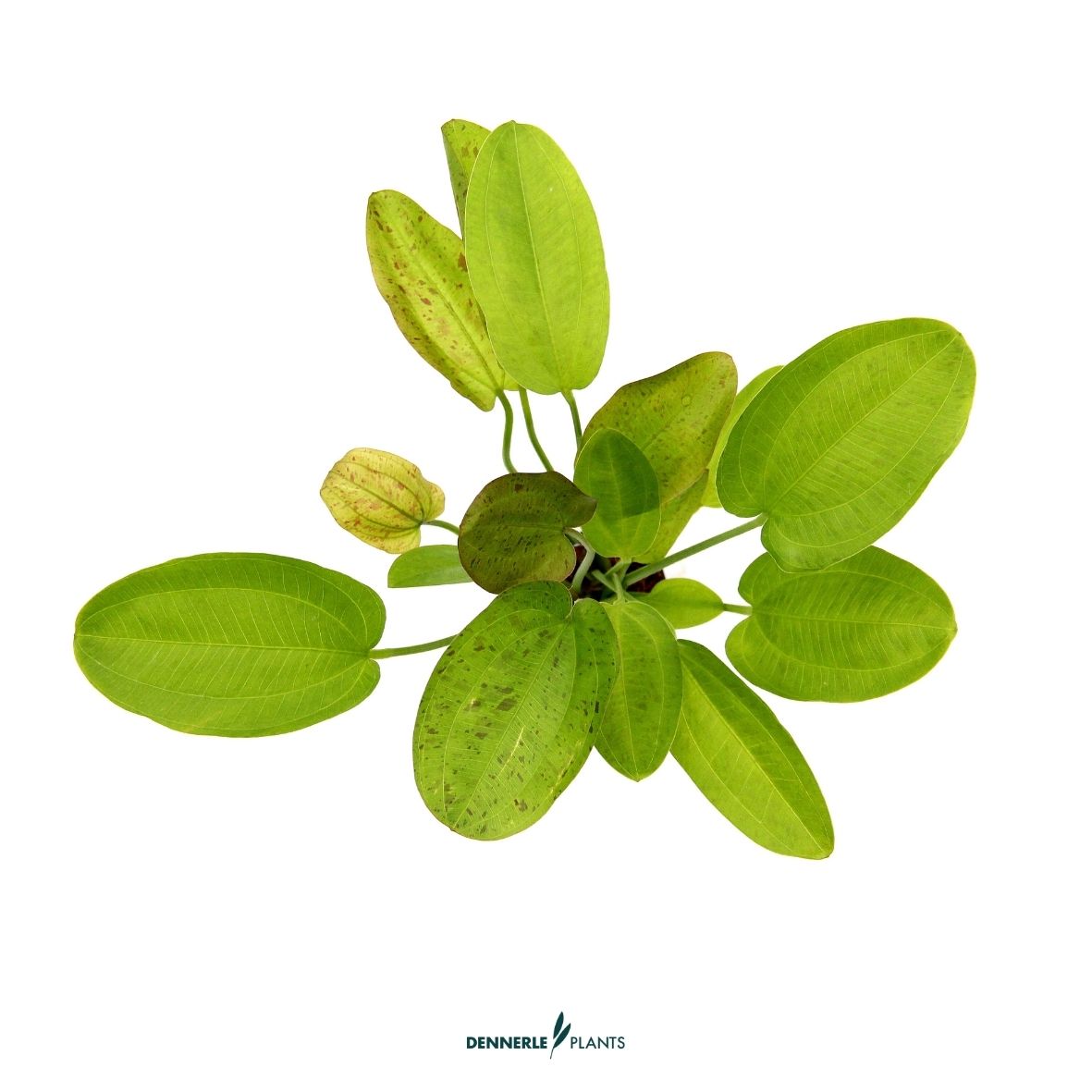 Echinodorus Dschungelstar Nr. 3 'Python' / Dennerle-Plants