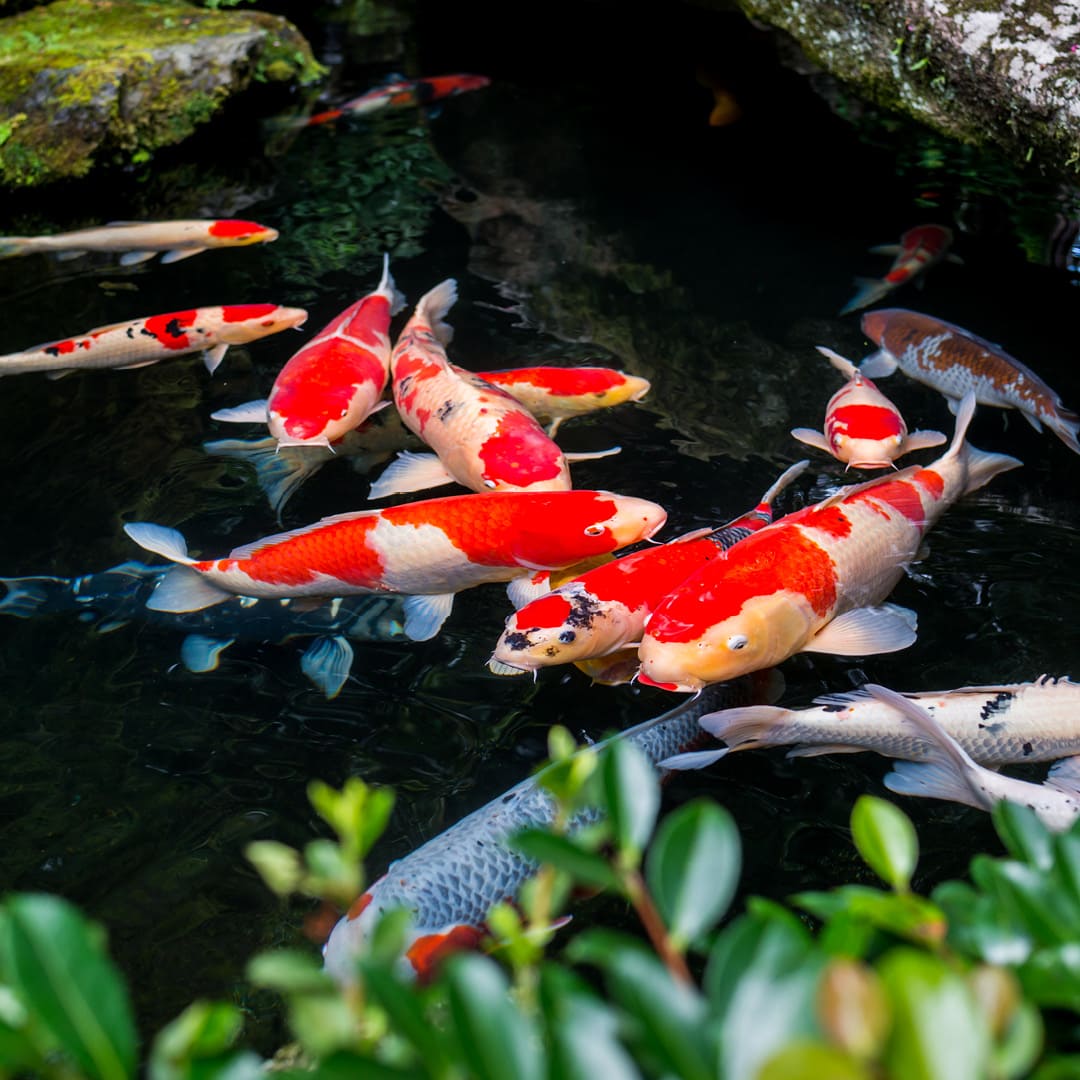 Algova Koi FutterSet Natur: Die natürliche Ernährung für prachtvolle und gesunde Koi im Teich 🏞️