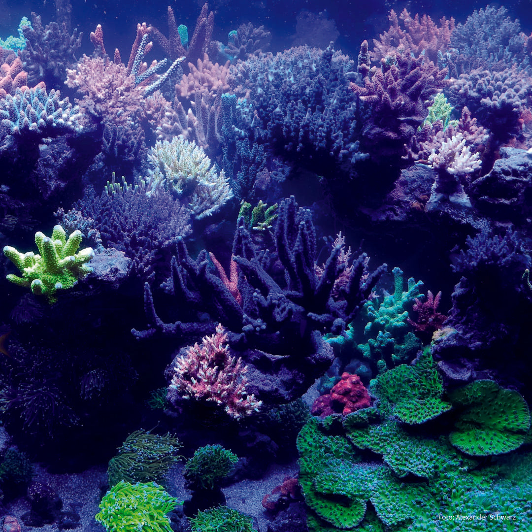 Algova PhytoCoral: Die 2-in-1-Korallennahrung für leuchtende LPS, SPS und Weichkorallen! 🌊