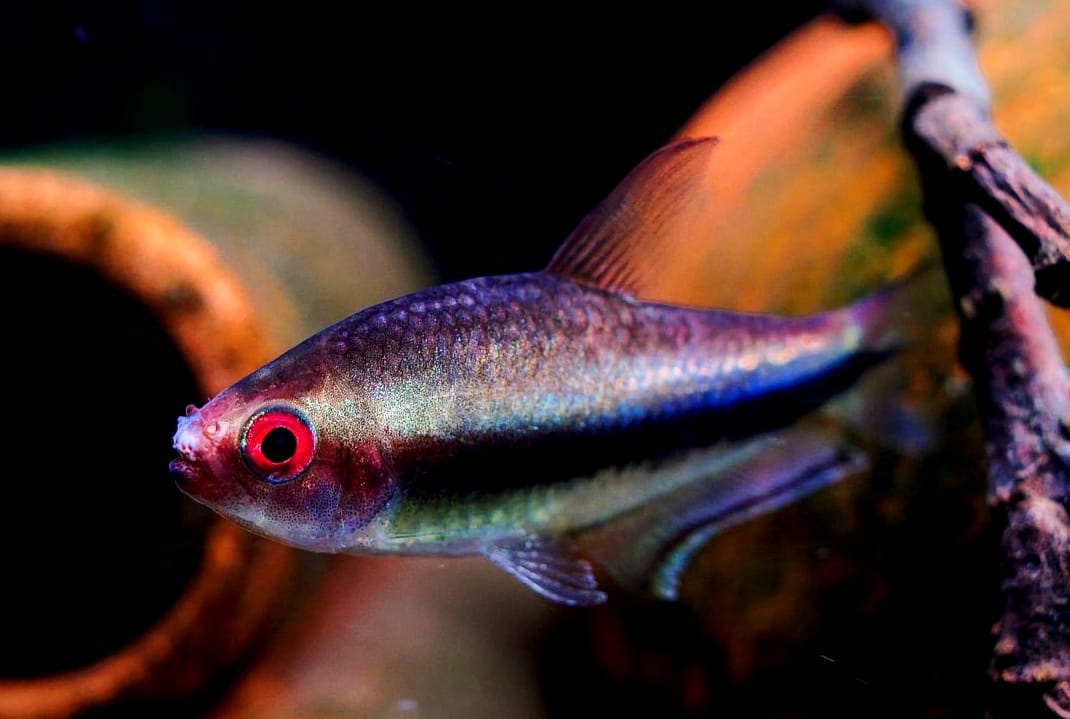 Nematobrycon lacortei – Der Regenbogenkaiserfisch für dein Aquarium