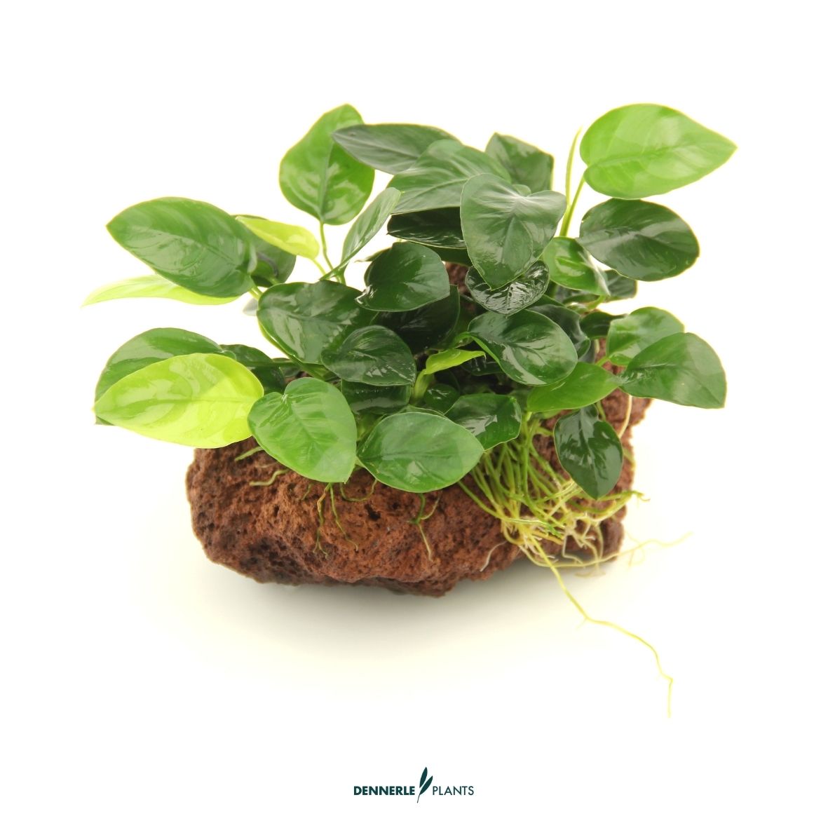 Anubias nana auf Stein / Dennerle-Plants