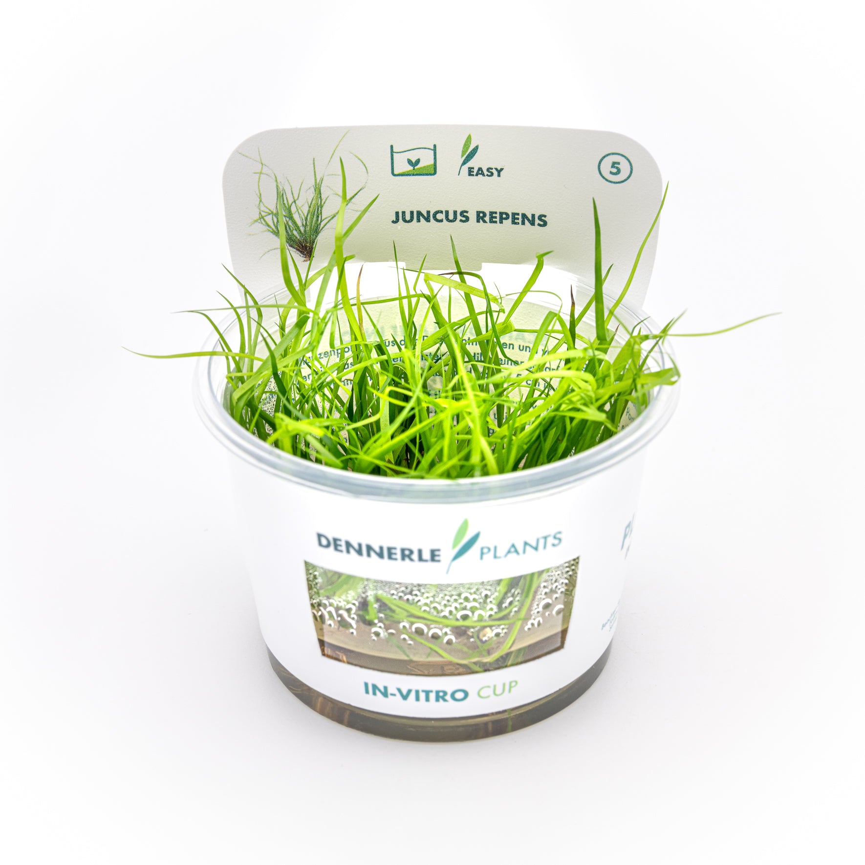 Juncus repens CUP / Dennerle-Plants