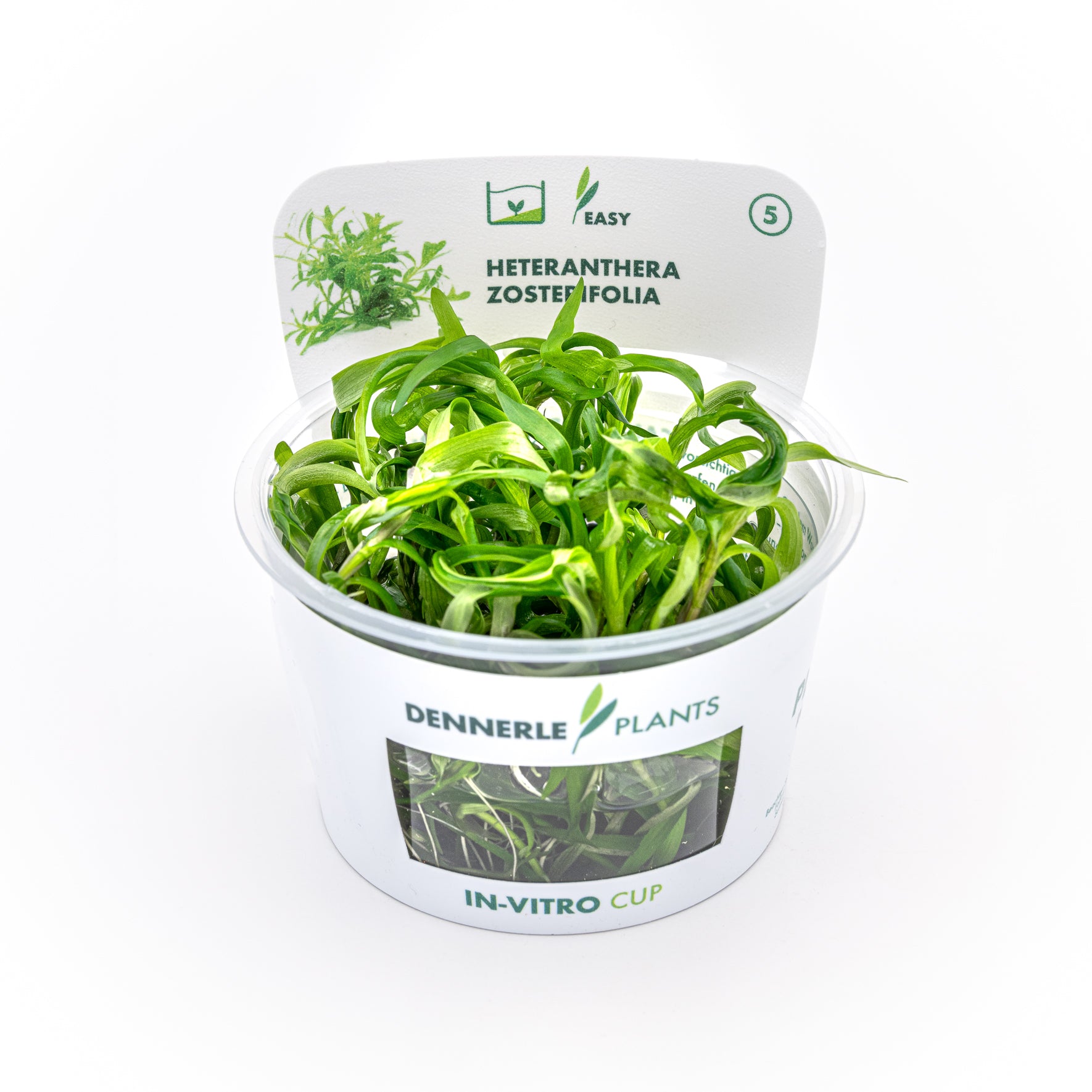 Heteranthera zosterifolia CUP / Dennerle-Plants