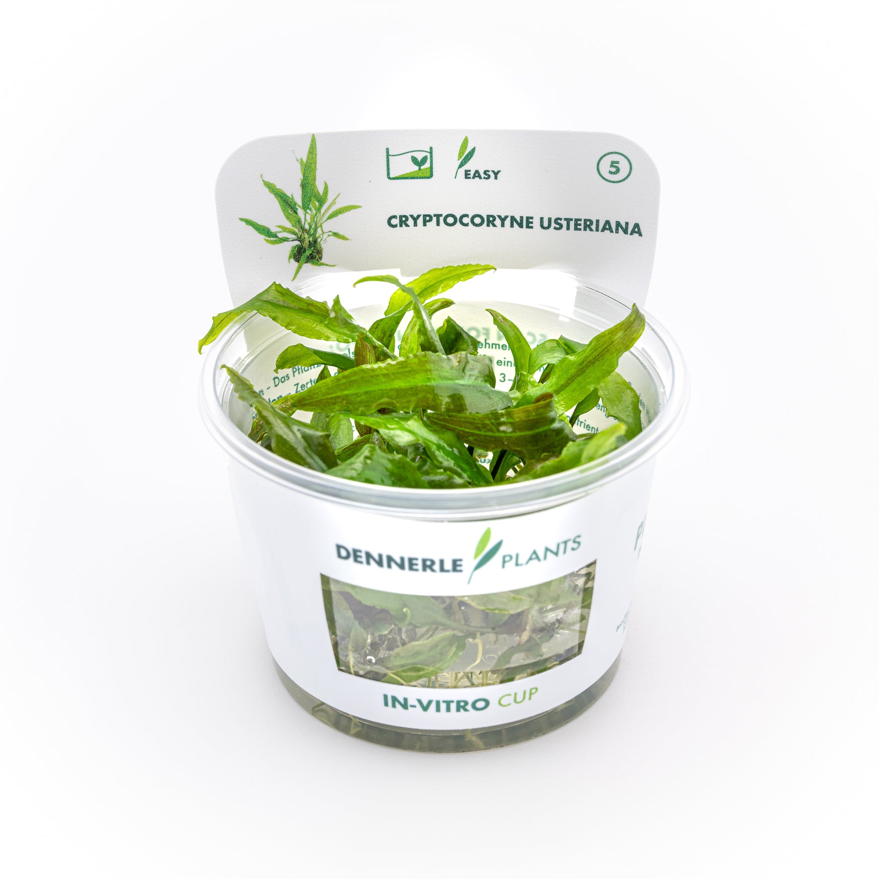 Cryptocoryne usteriana CUP / Dennerle-Plants
