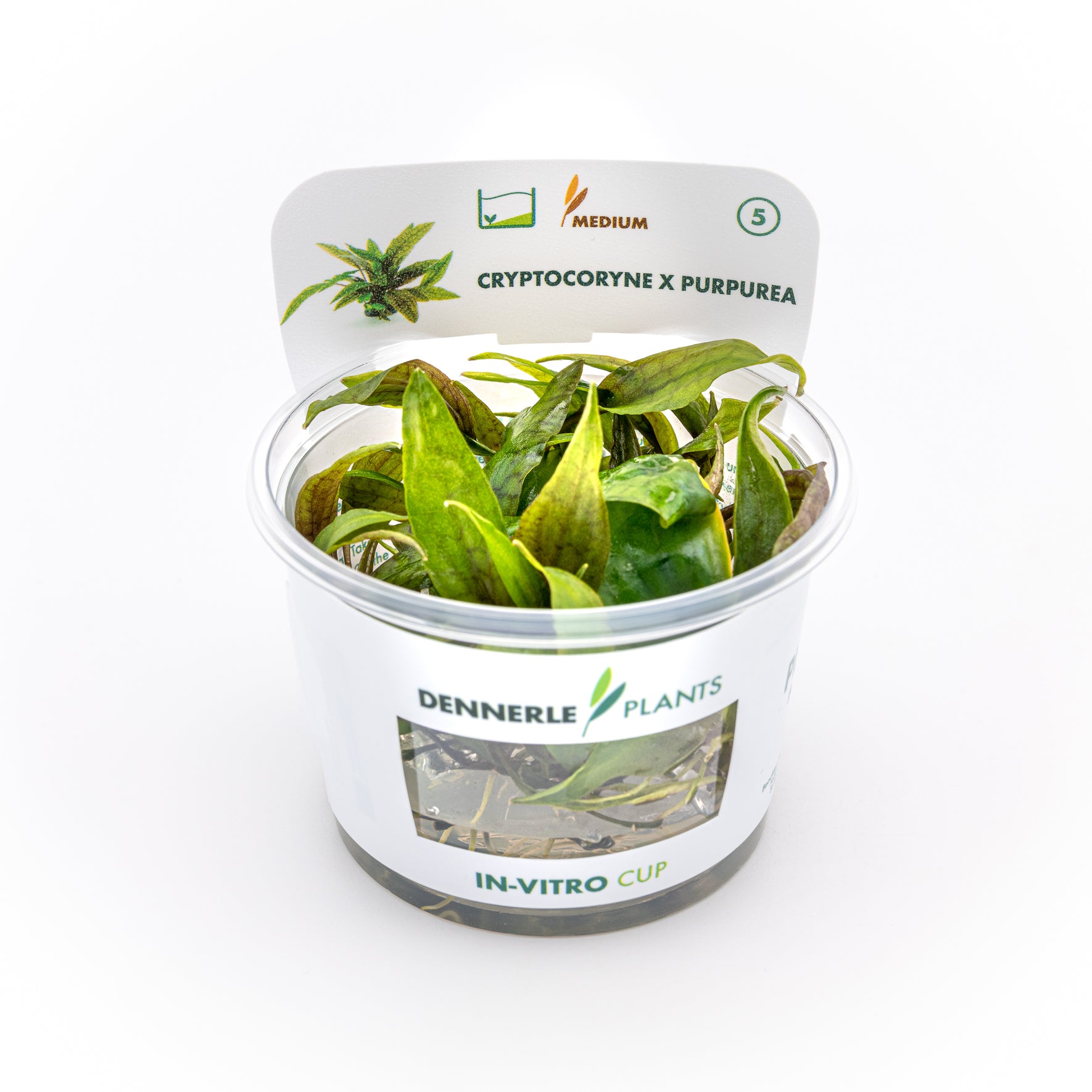 Cryptocoryne x purpurea CUP / Dennerle-Plants