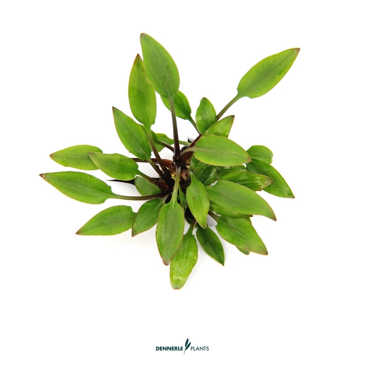 Cryptocoryne lutea / Dennerle-Plants