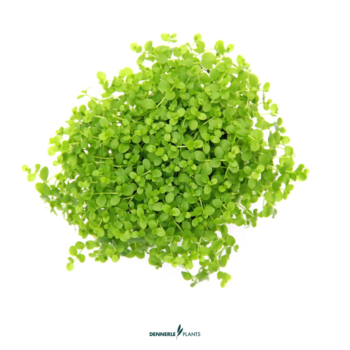 Micranthemum tweediei  / Dennerle-Plants