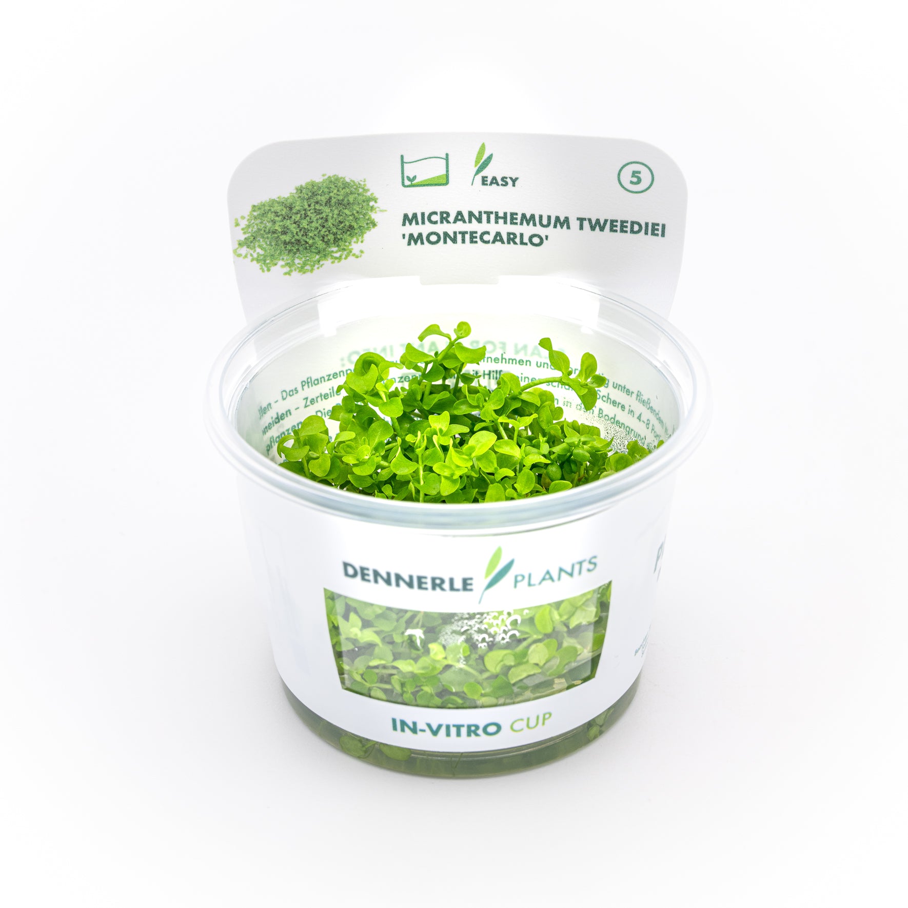Micranthemum tweediei CUP / Dennerle-Plants