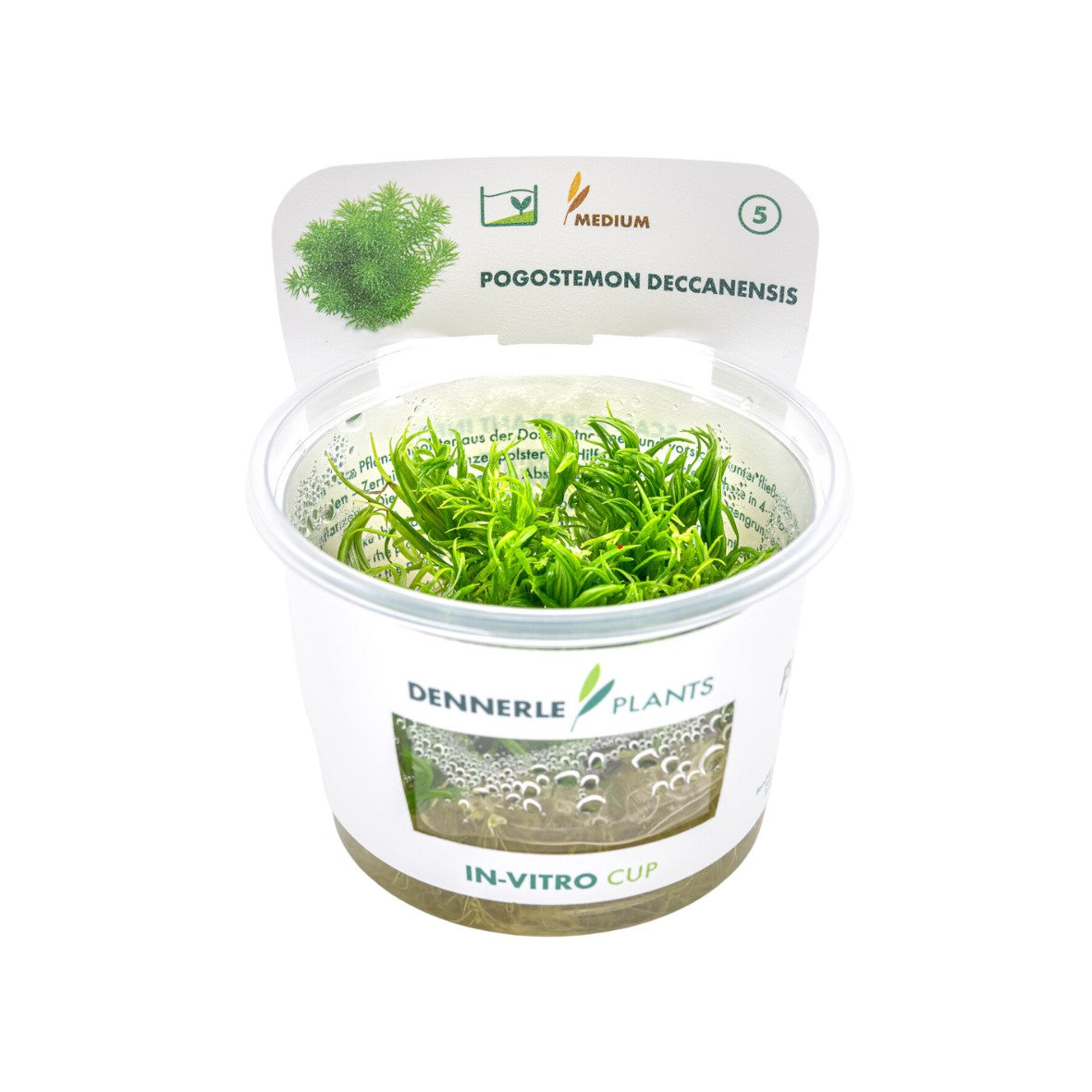 Pogostemon deccanensis CUP / Dennerle-Plants