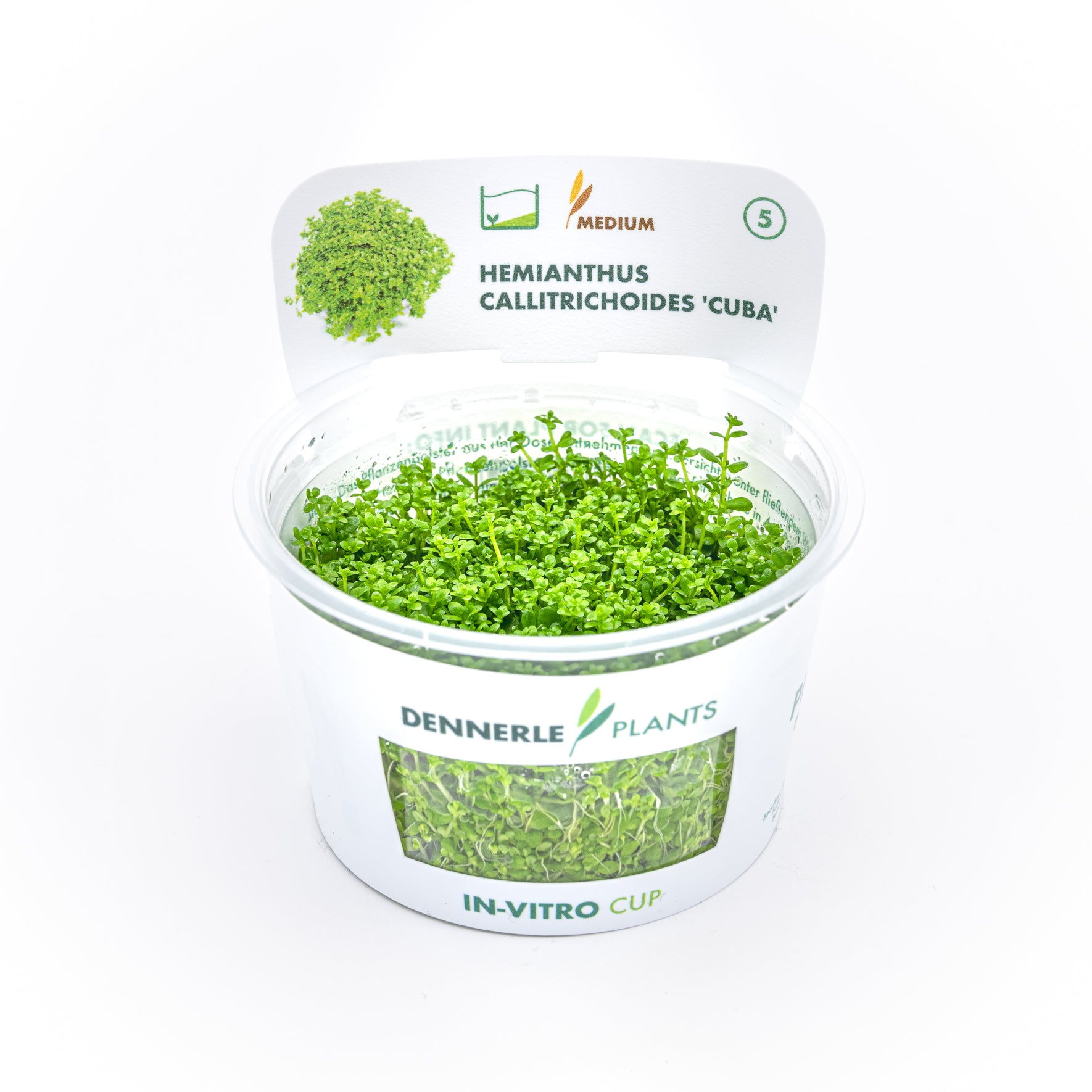 Hemianthus callitrichoides 'Cuba' CUP / Dennerle-Plants