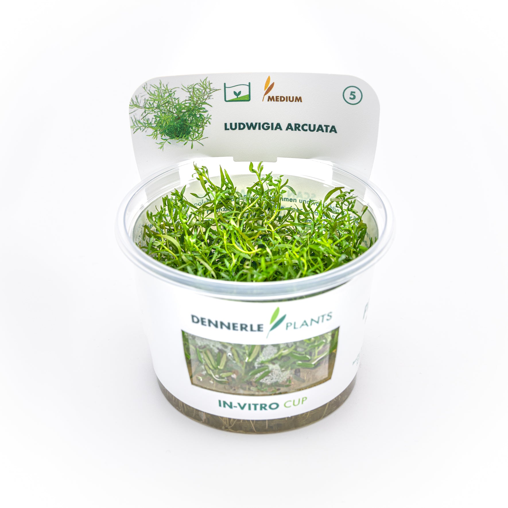Ludwigia arcuata CUP / Dennerle-Plants