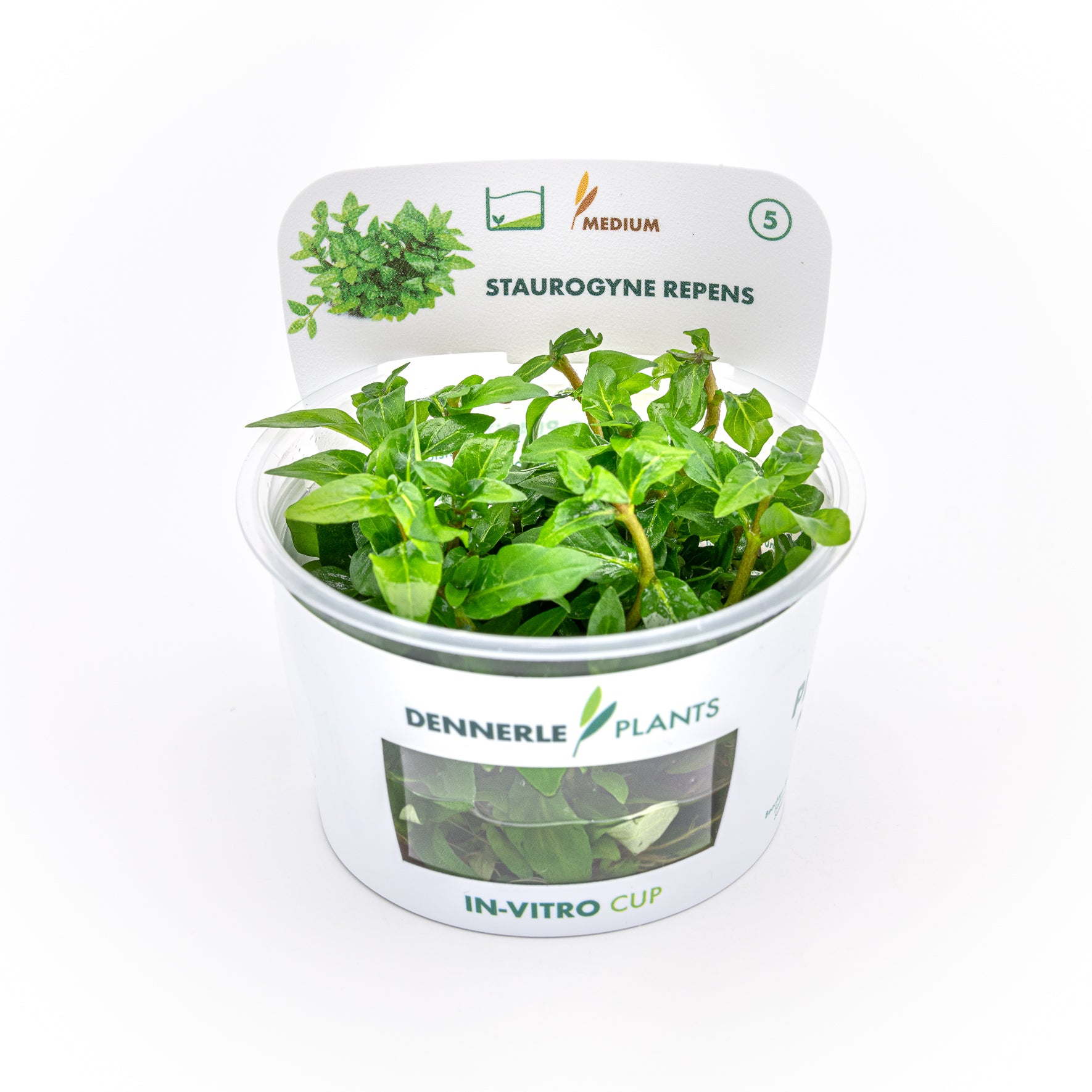 Staurogyne repens CUP / Dennerle-Plants