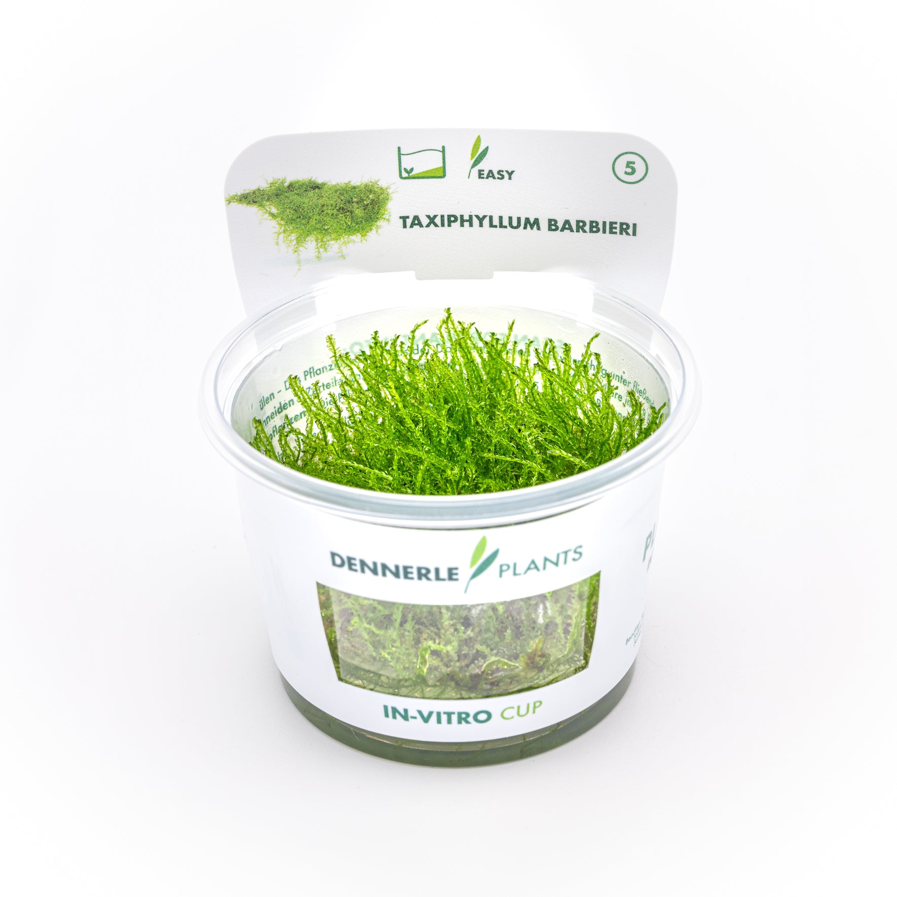 Taxiphyllum barbieri CUP / Dennerle-Plants