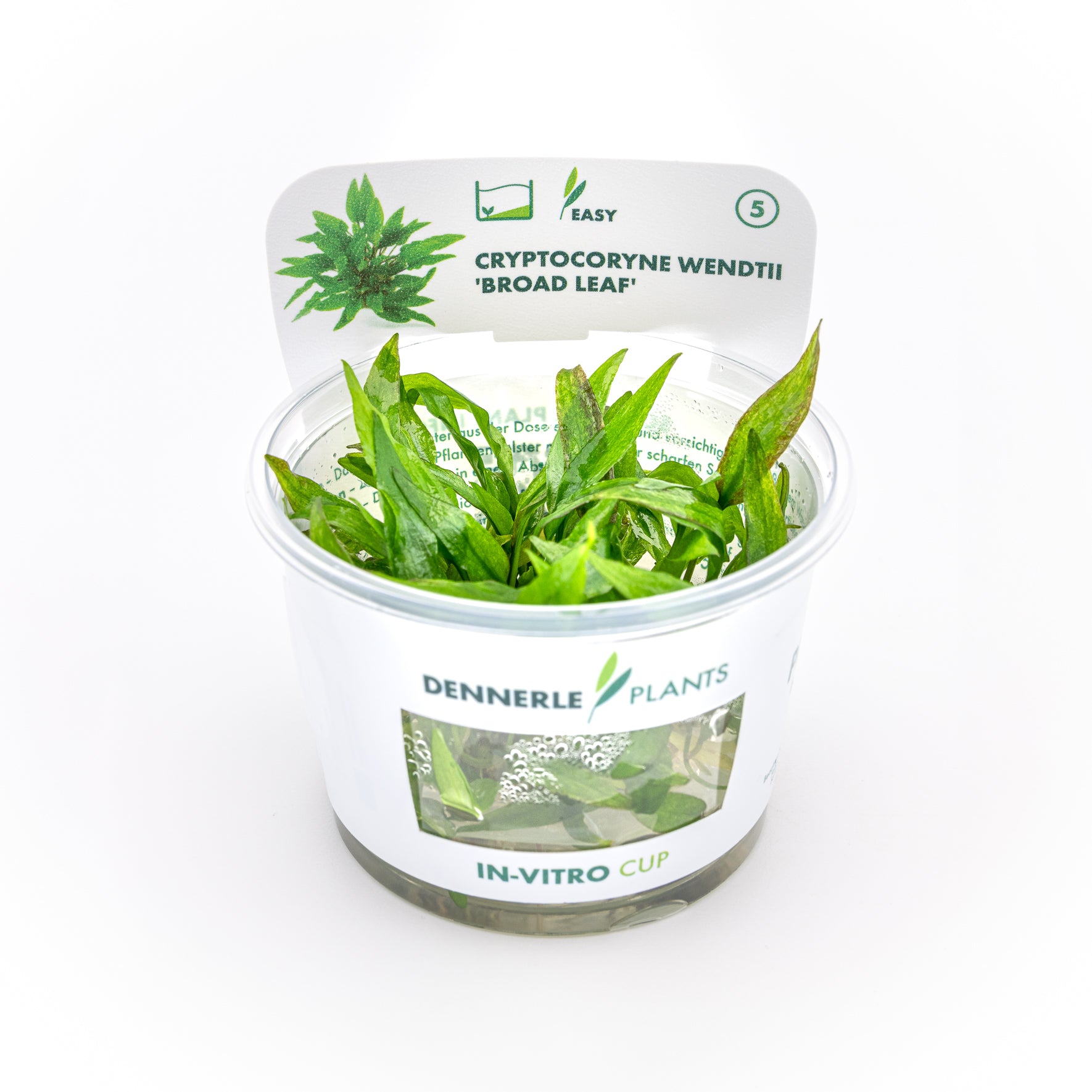 Cryptocoryne wendtii 'Broad Leaf' CUP / Dennerle-Plants