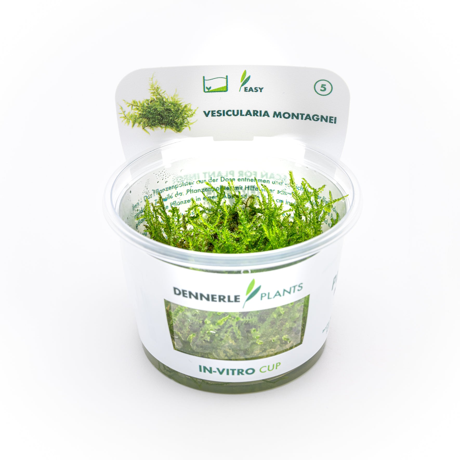 Vesicularia montagnei CUP / Dennerle-Plants