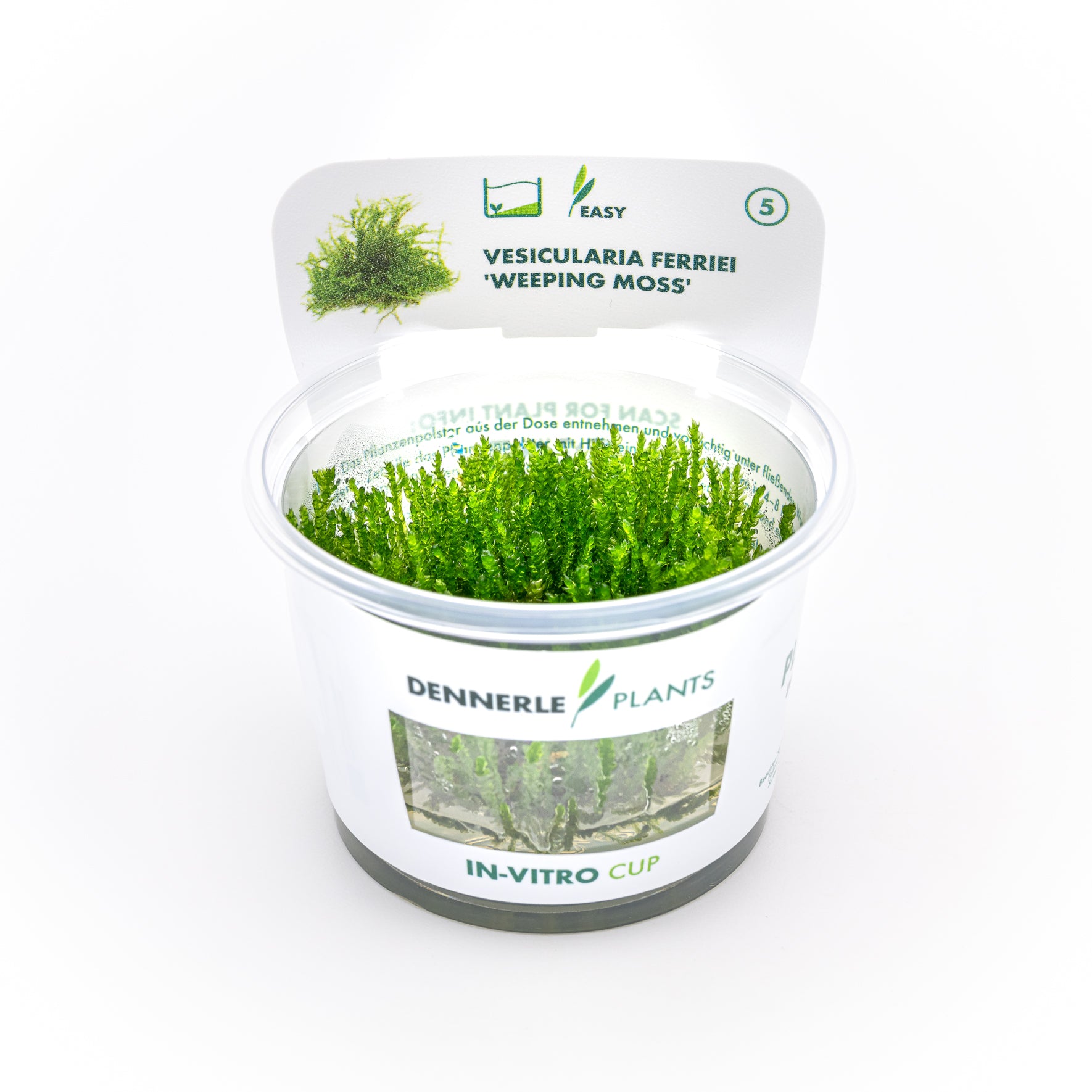Vesicularia ferriei CUP / Dennerle-Plants