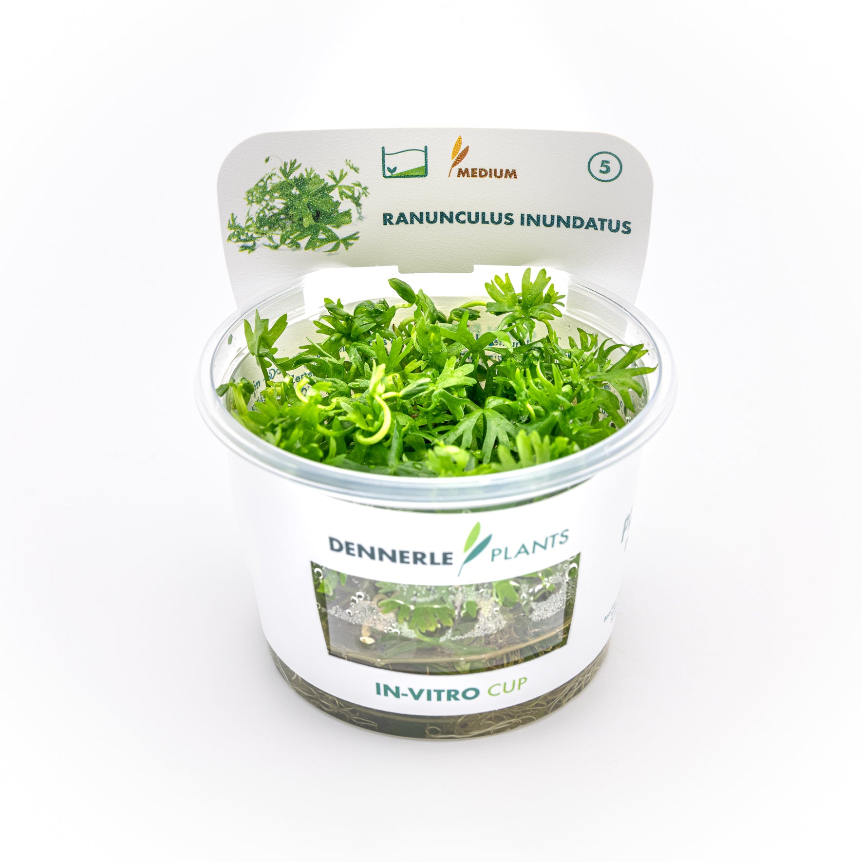 Ranunculus inundatus CUP / Dennerle-Plants