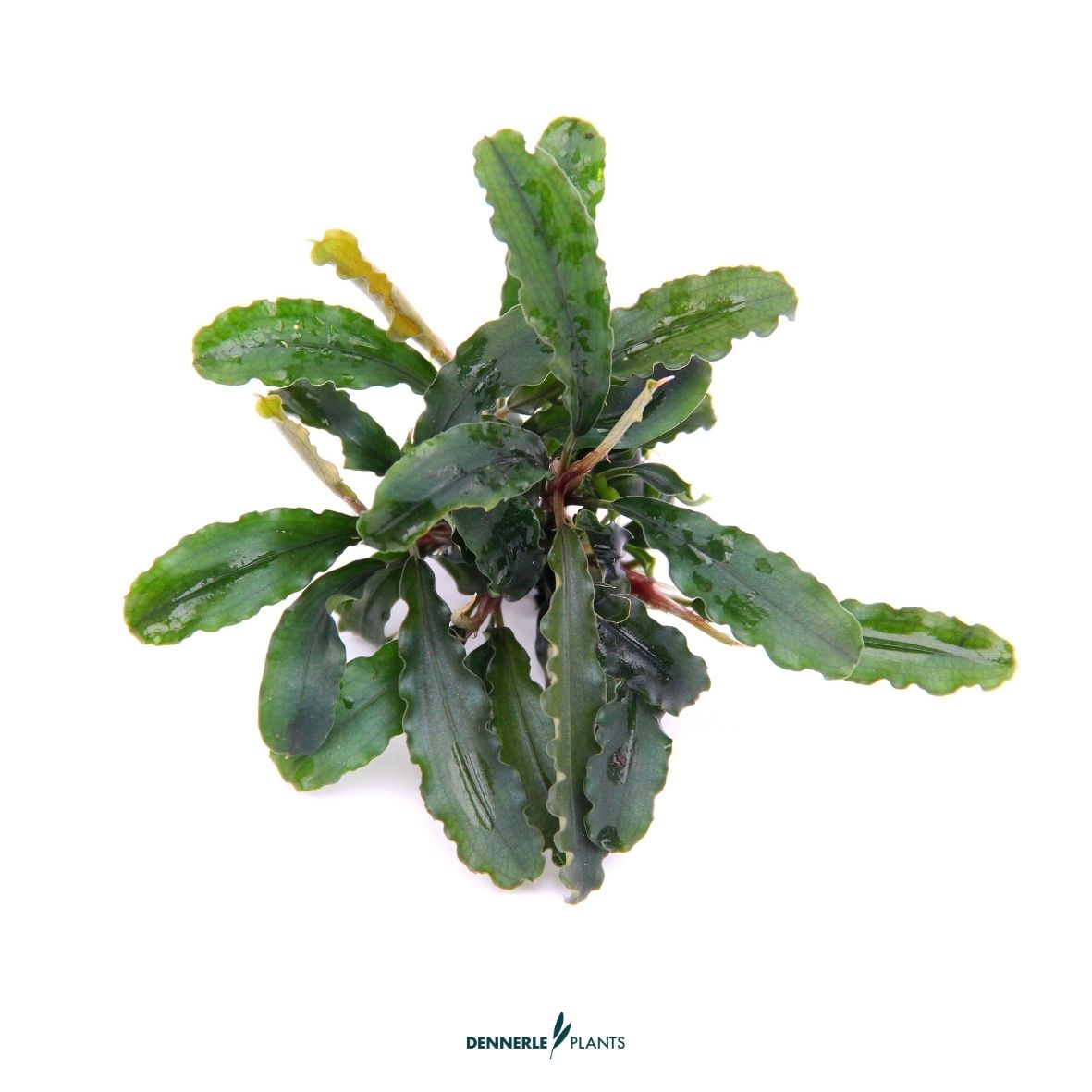 Bucephalandra pygmaea 'Bukit Kelam' / Dennerle-Plants