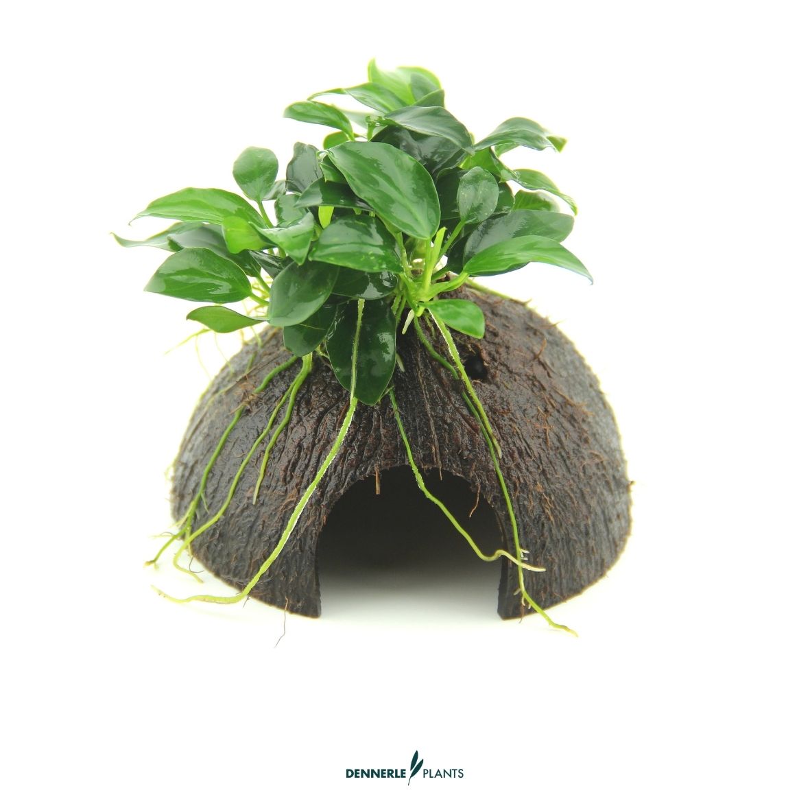 Anubias nana 'Bonsai' auf Nano Cave / Dennerle-Plants