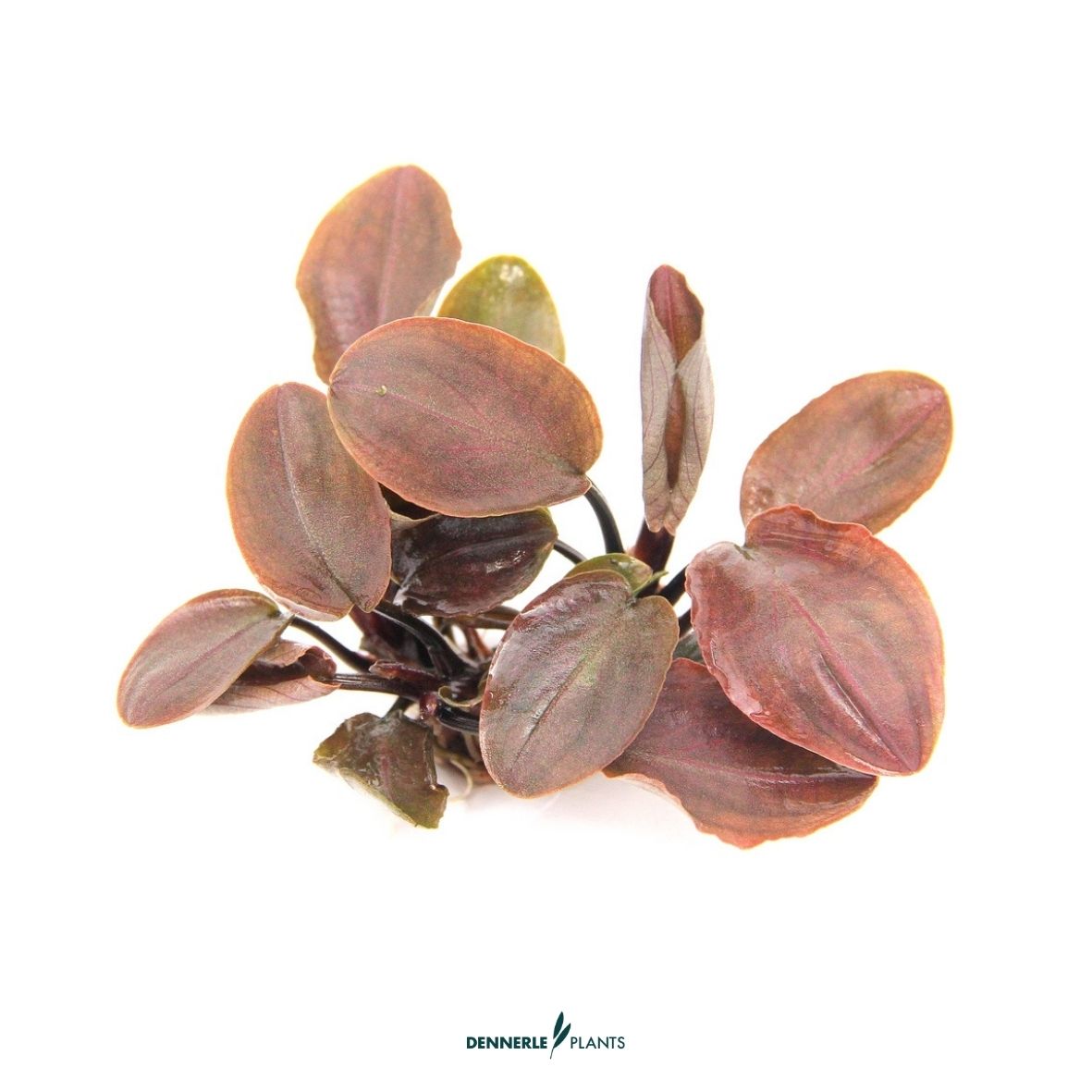 Lagenandra meeboldii 'Rot' / Dennerle-Plants