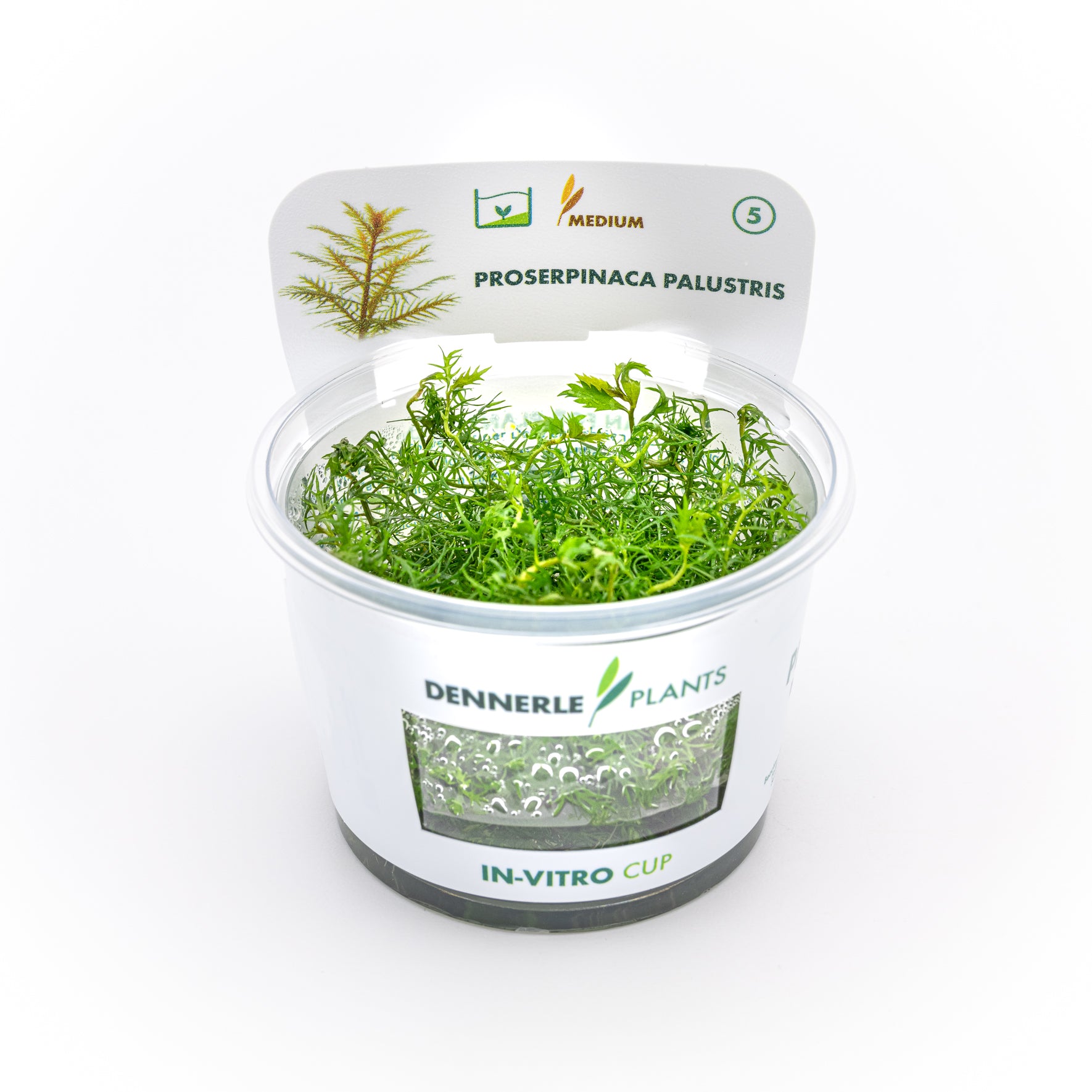 Proserpinaca palustris CUP / Dennerle-Plants