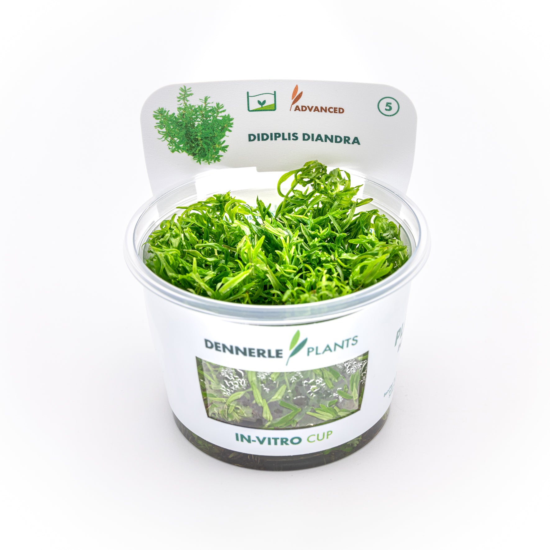 Didiplis diandra CUP / Dennerle-Plants