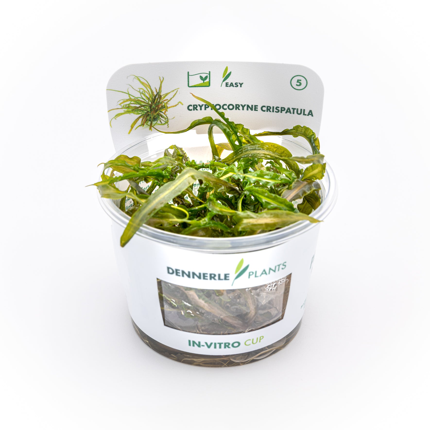 Cryptocoryne crispatula CUP / Dennerle-Plants