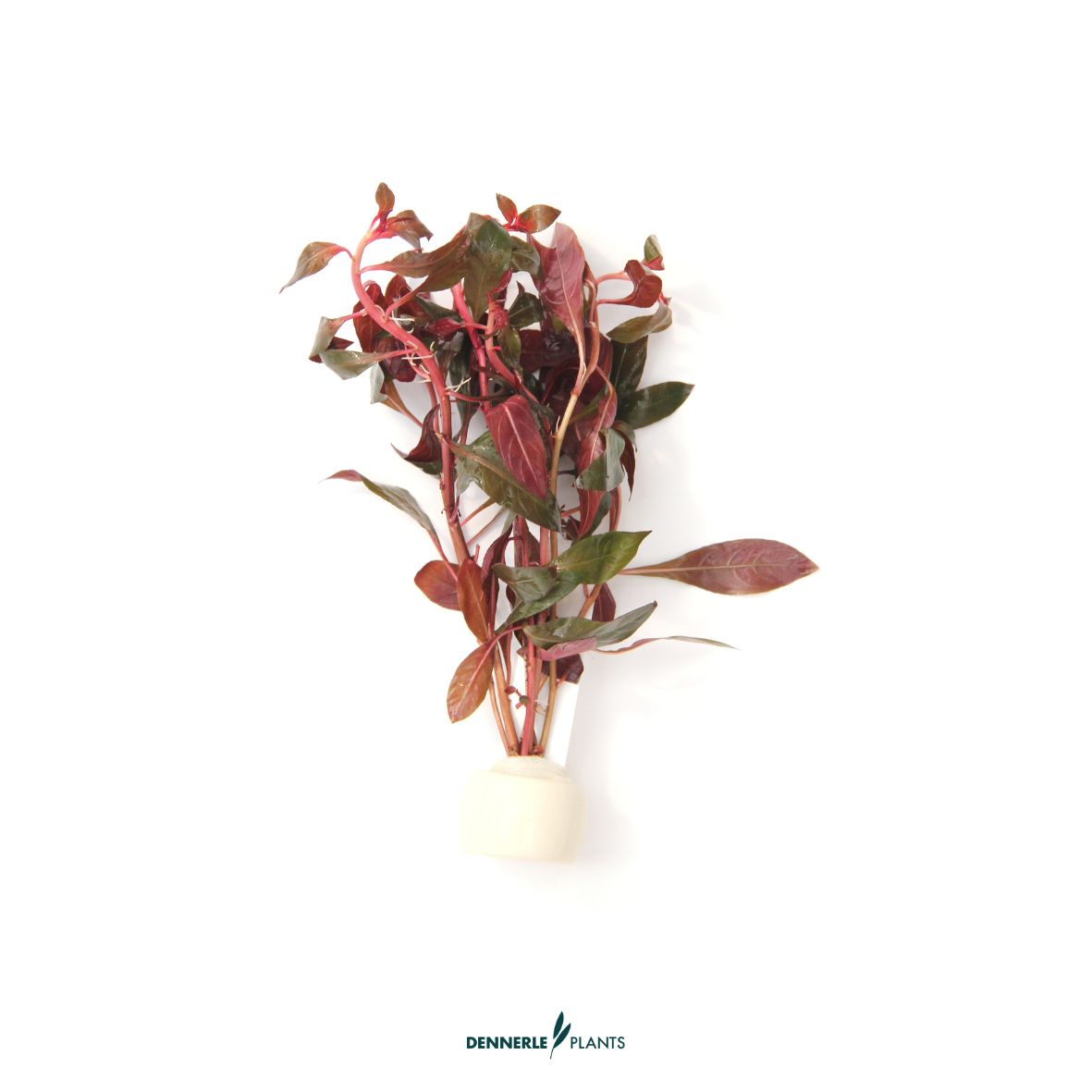 5 mal - Ludwigia repens TR / Dennerle-Plants