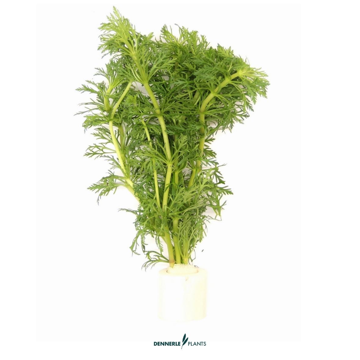 5 mal - Limnophila sessiliflora TR / Dennerle-Plants