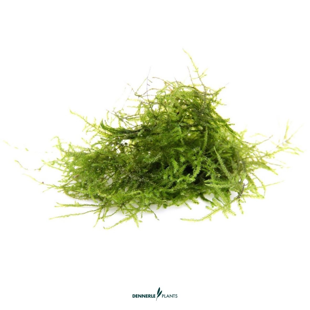 Taxiphyllum barbieri, 9 x 9 cm / Dennerle-Plants
