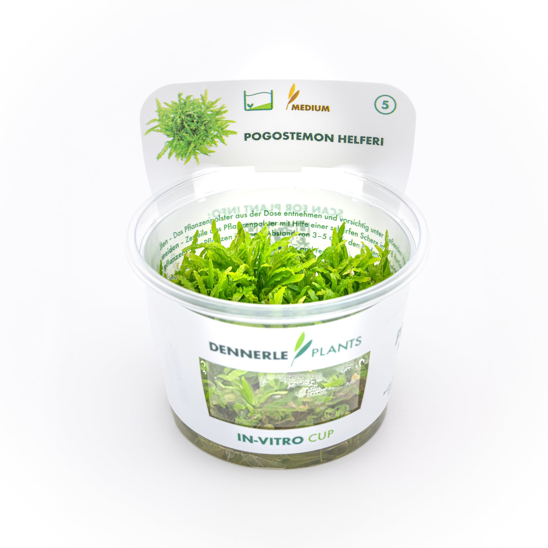 Pogostemon helferi CUP / Dennerle-Plants