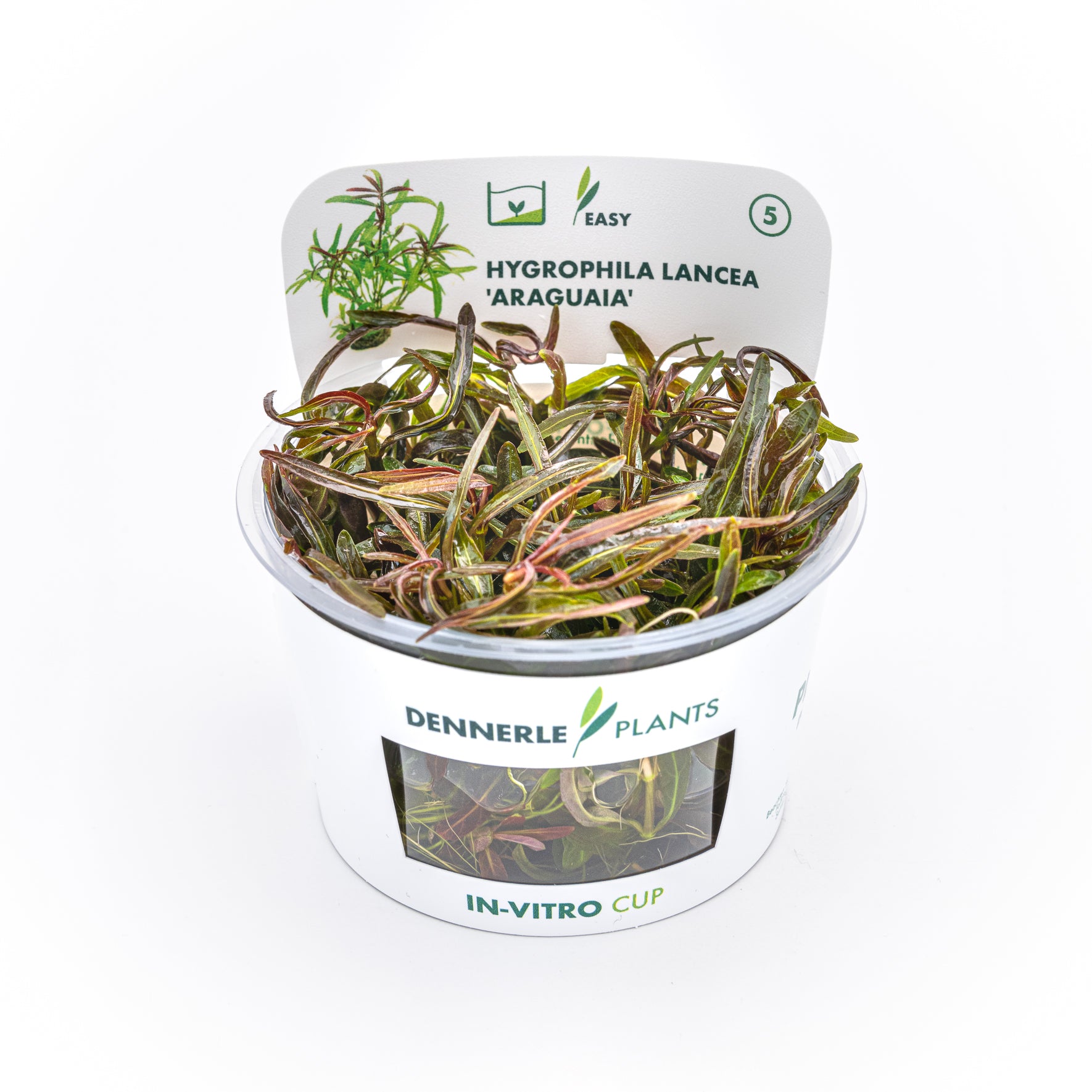 Hygrophila lancea 'Araguaia' CUP / Dennerle-Plants
