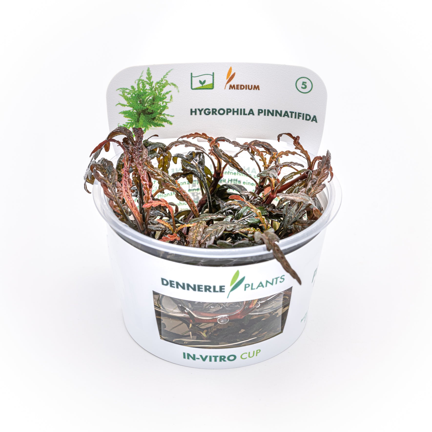 Hygrophila pinnatifida CUP / Dennerle-Plants