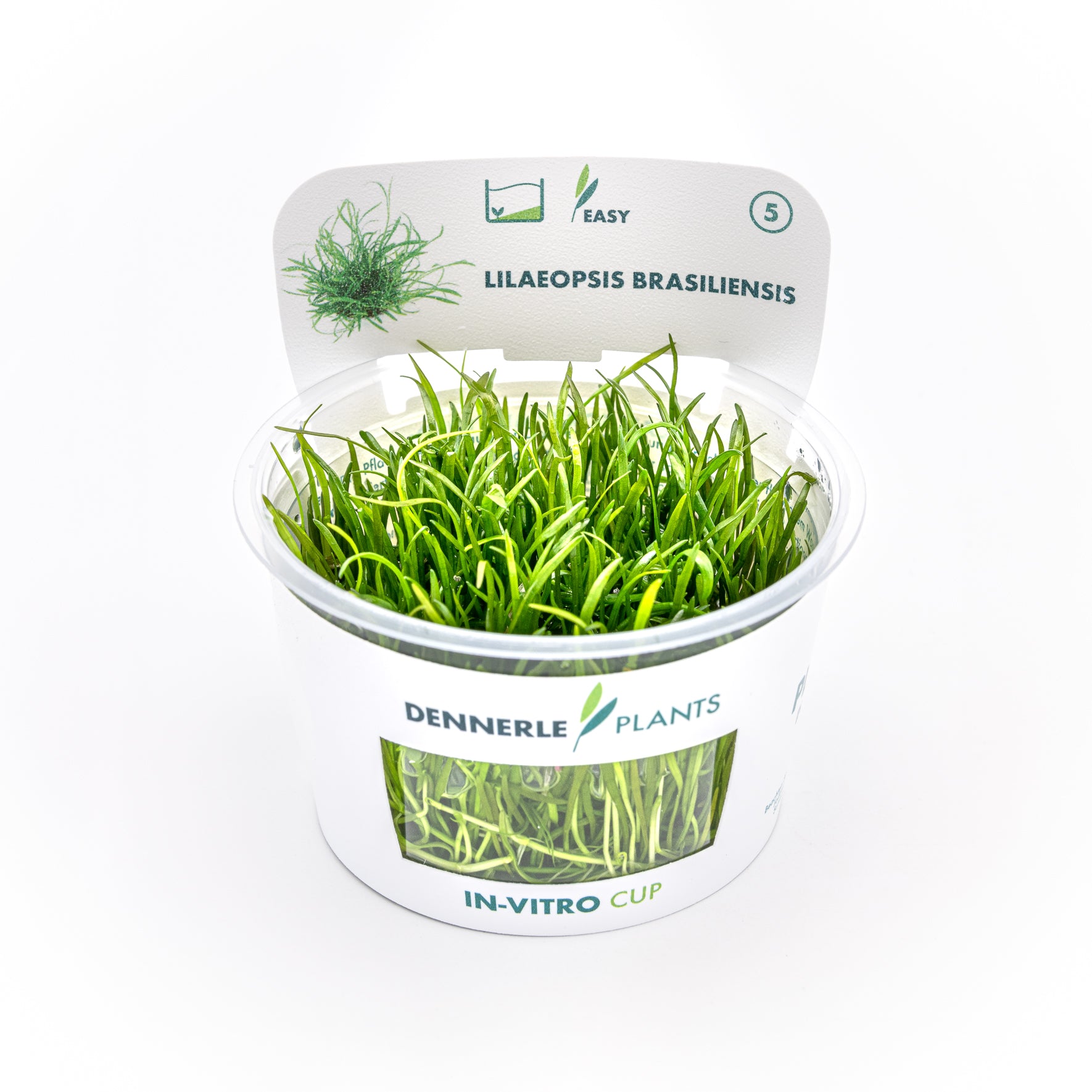Lilaeopsis brasiliensis CUP / Dennerle-Plants