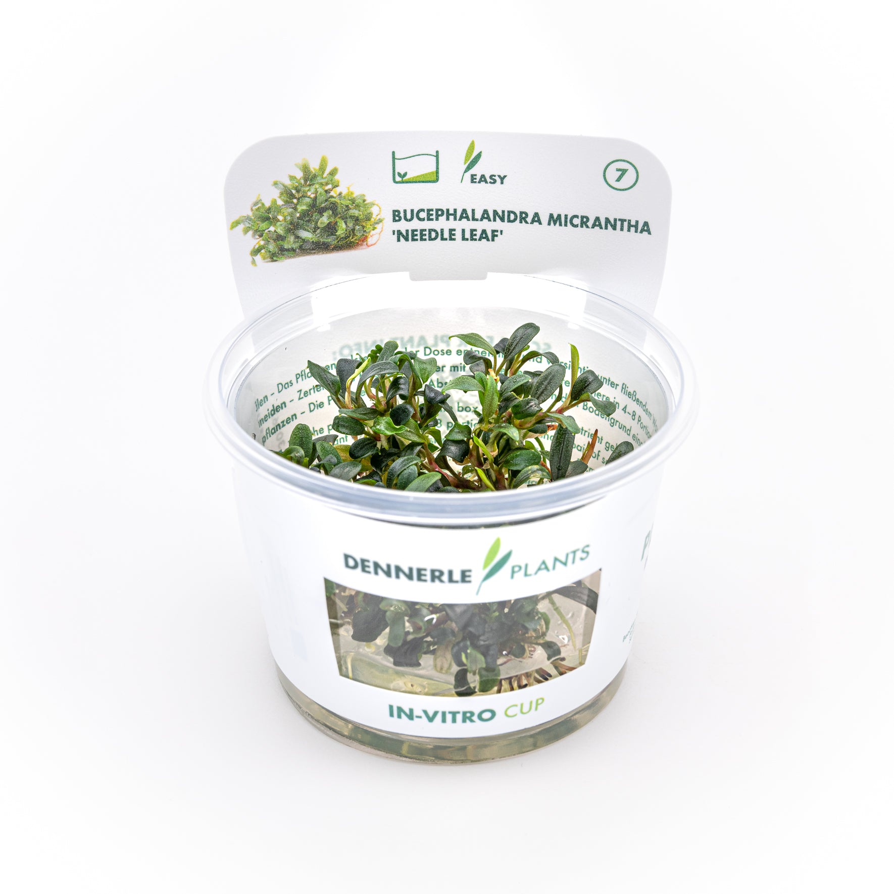 Bucephalandra micrantha 'Needle Leaf' CUP / Dennerle-Plants
