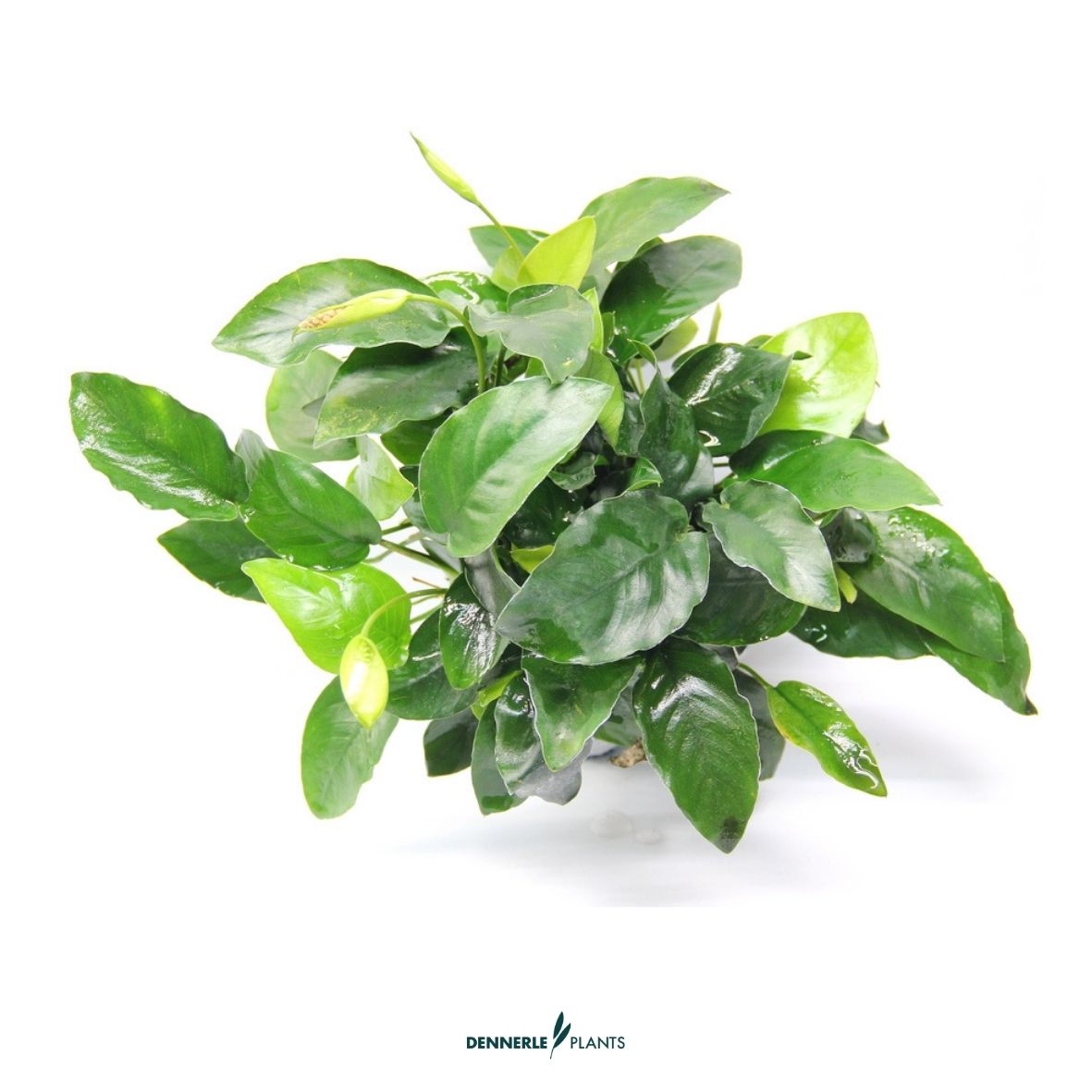 Anubias barteri var. nana ´Kirin´  / Dennerle-Plants