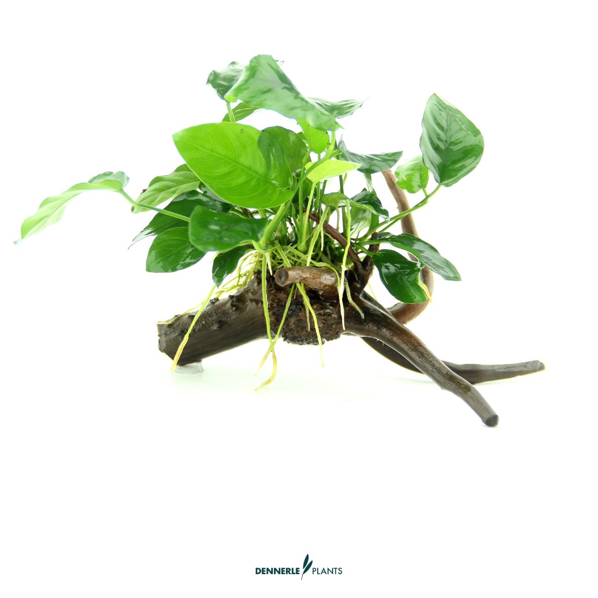 Anubias barteri var. nana auf Spiderwood / Dennerle-Plants
