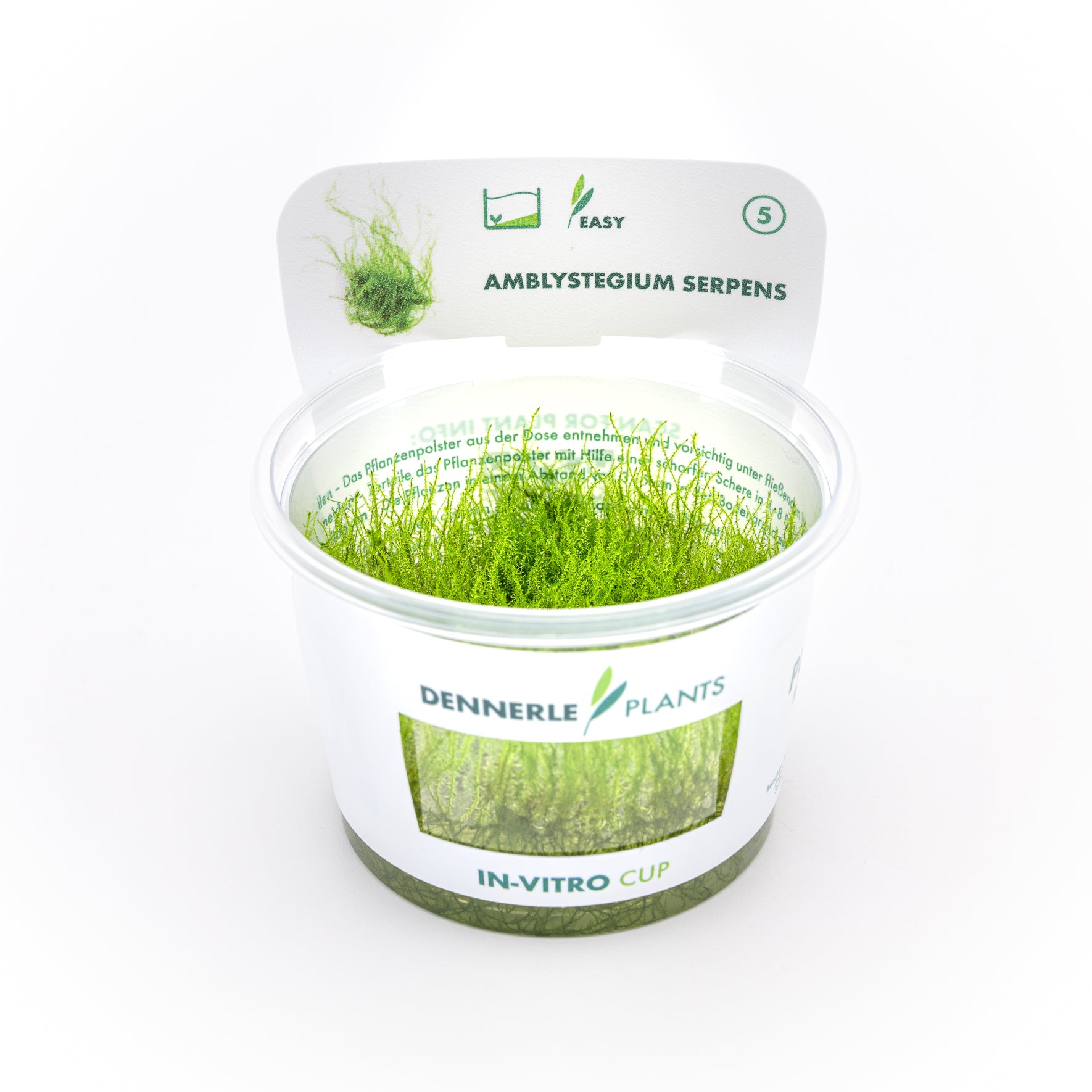 Amblystegium serpens CUP / Dennerle-Plants