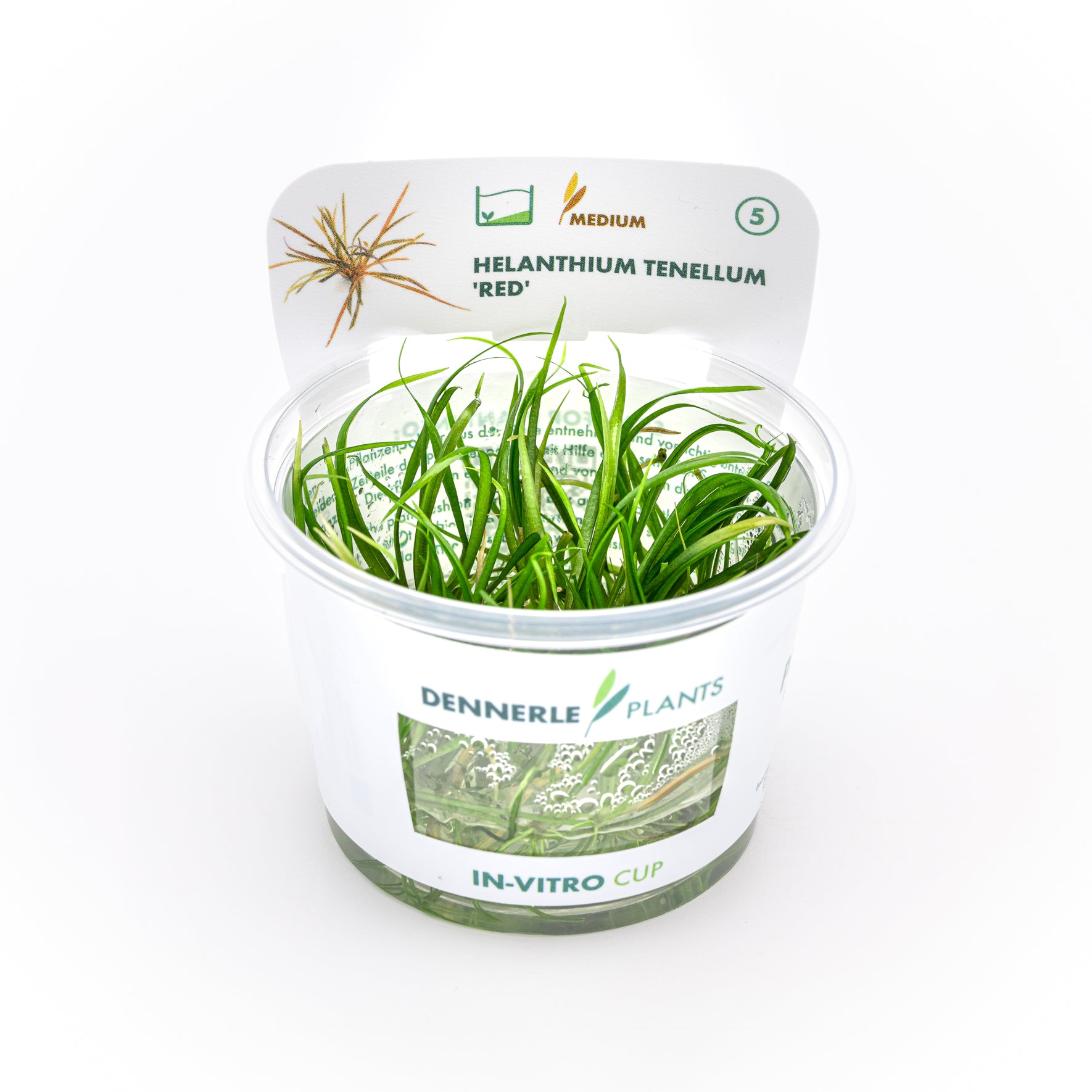 Helanthium tenellum ´Red´ CUP / Dennerle-Plants