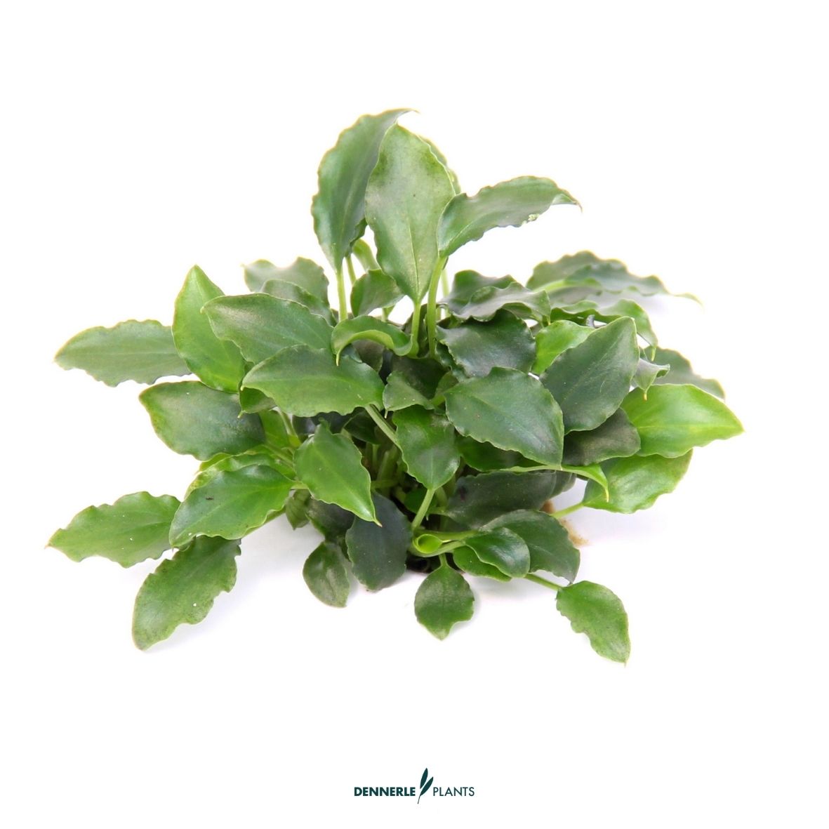 Schismatoglottis prietoi / Dennerle-Plants