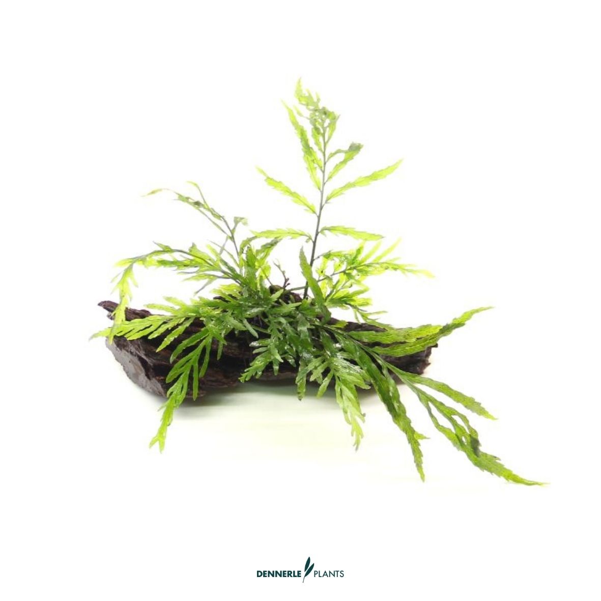 Bolbitis heudelotii auf Naturwurzel / Dennerle-Plants