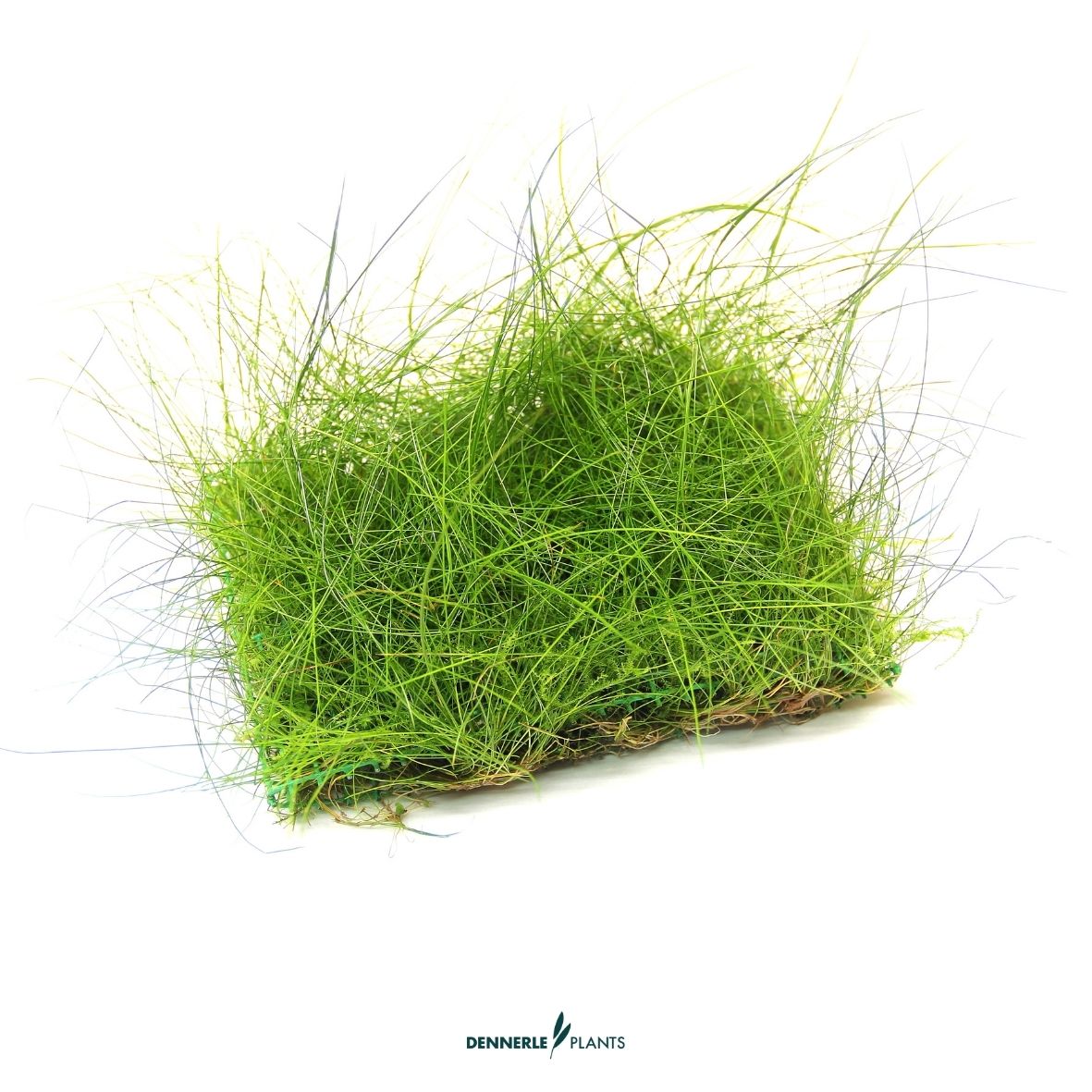 Eleocharis acicularis, 9 x 9 cm / Dennerle-Plants