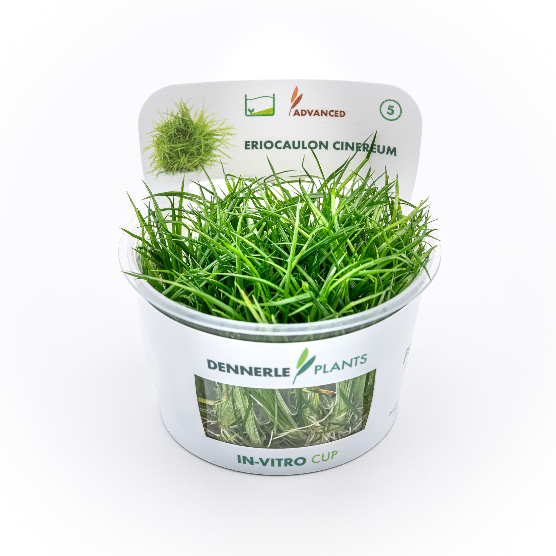 Eriocaulon cinereum CUP / Dennerle-Plants