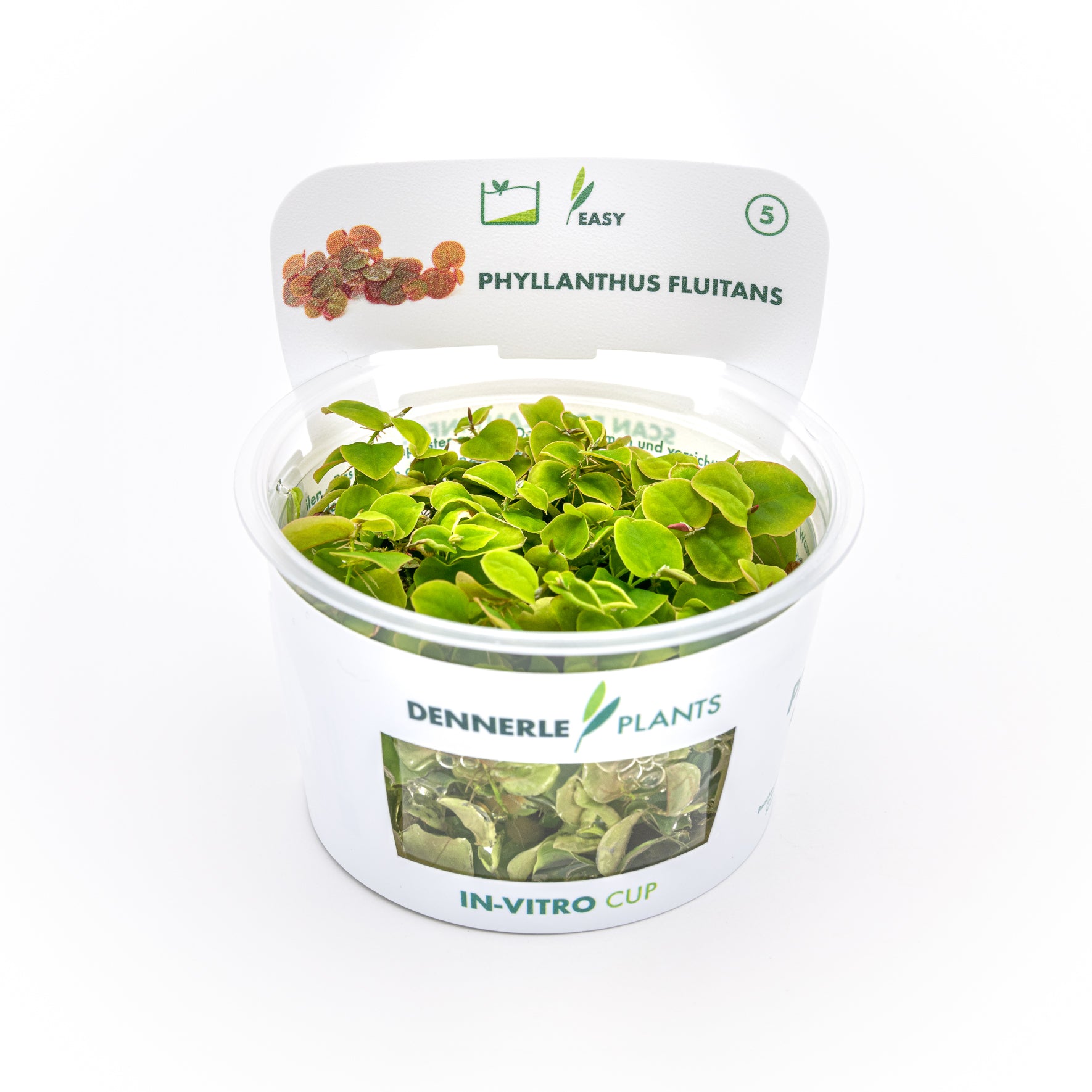 Phyllanthus fluitans CUP / Dennerle-Plants