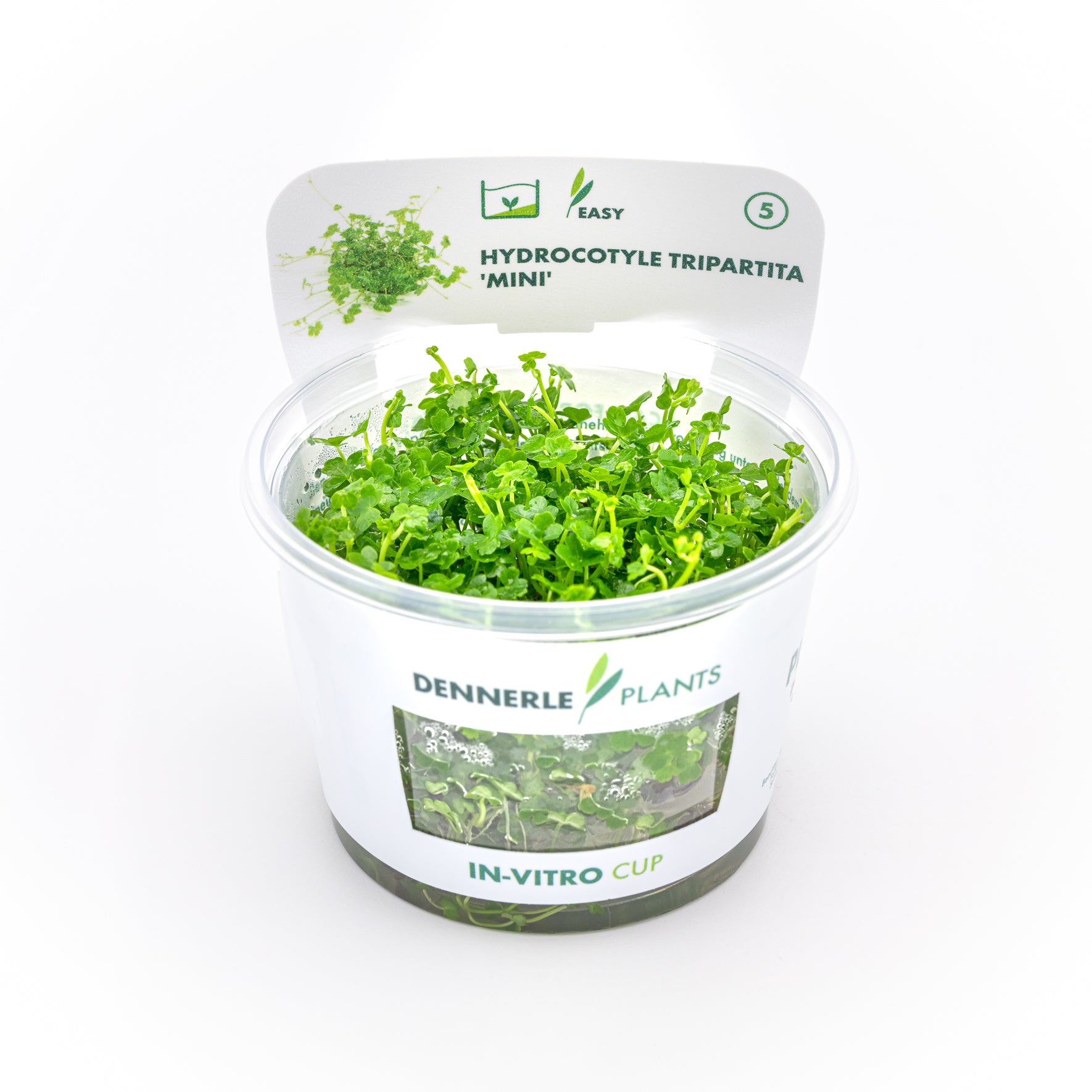 Hydrocotyle tripartita ´Mini´ CUP / Dennerle-Plants